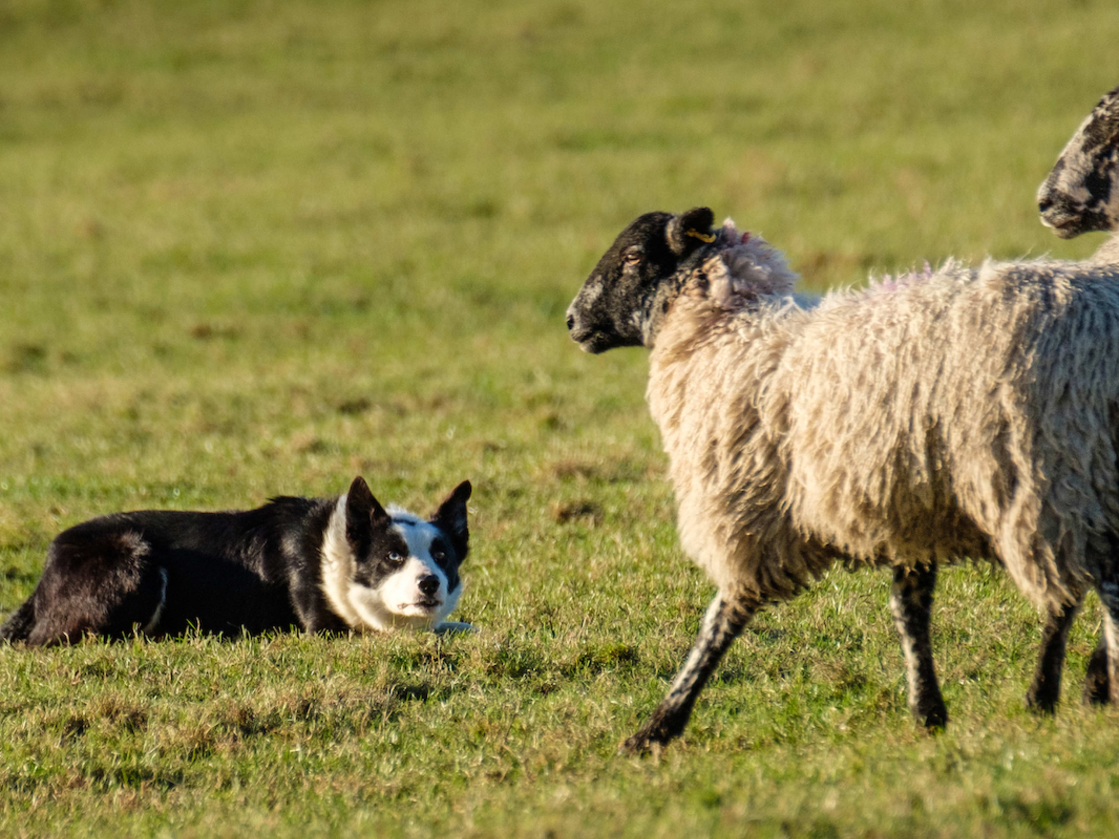 Border collie -herding dog