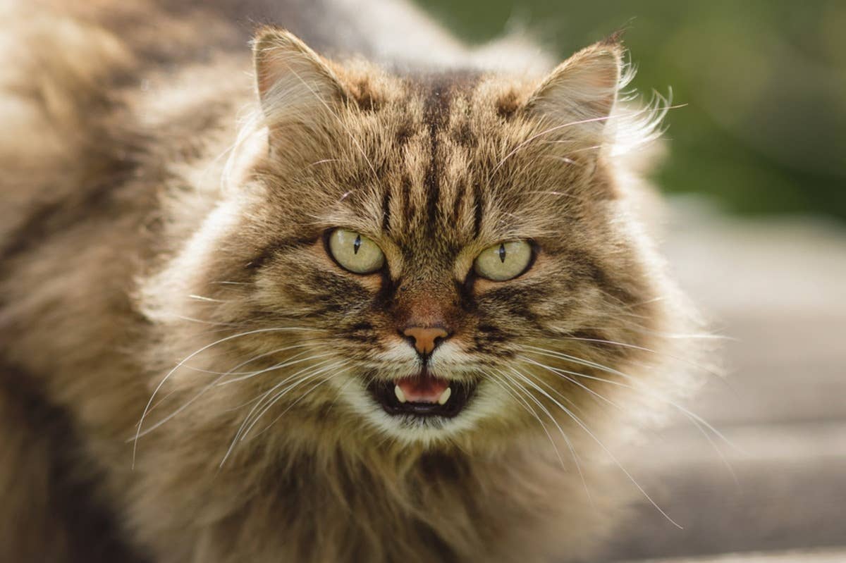 Do Different Cat Breeds Meow? Surprising Facts Revealed!