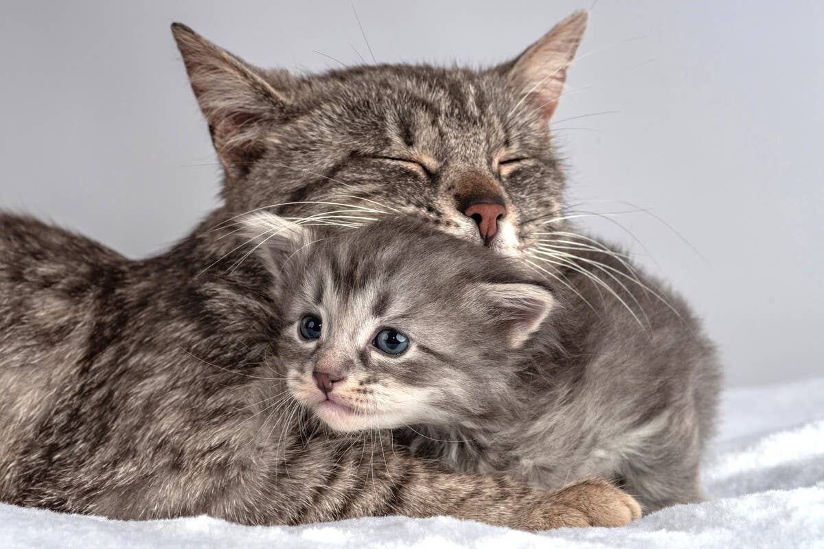 Why Does My Older Cat Groom My Kitten: Surprising Reasons Explained