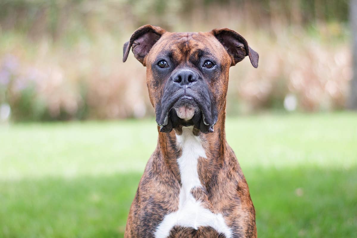 Boxer Pictures Dog The Boxer Dog. 10 Things You (Probably) Didn't Know