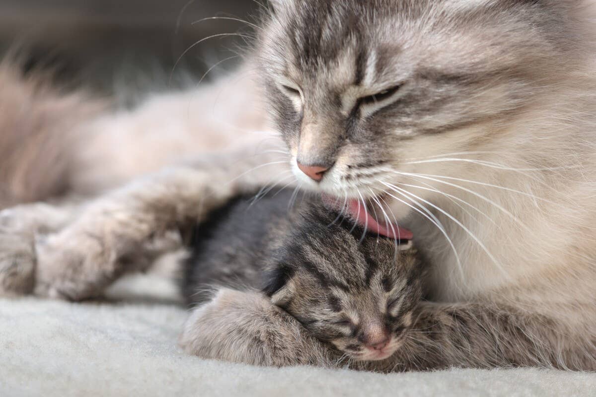Do Male Cats Groom Their Kittens: Surprising Facts Revealed