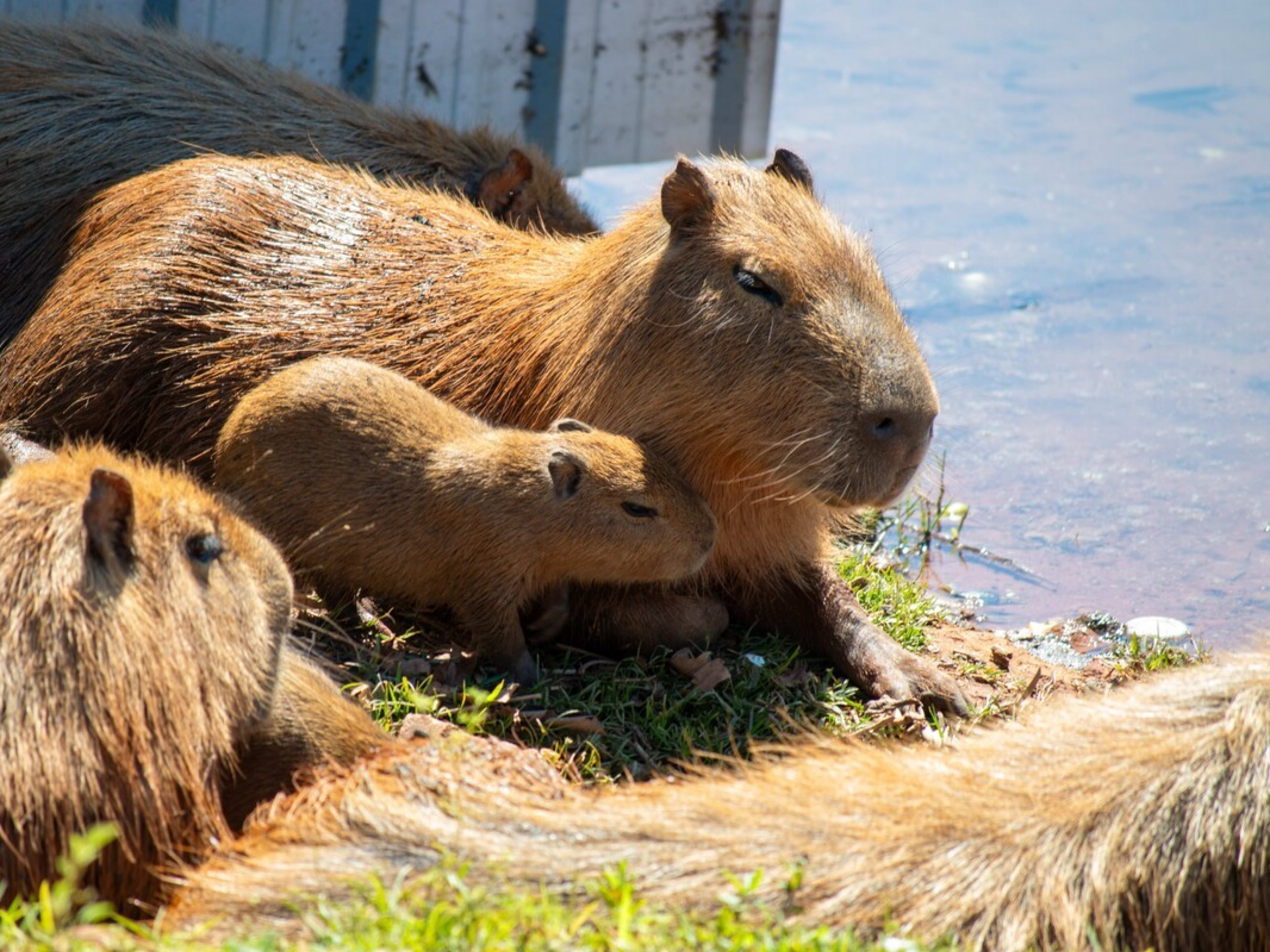 Baby Capybara’s Spirited ‘Appreciation Day’ at the San Antonio Zoo Is
