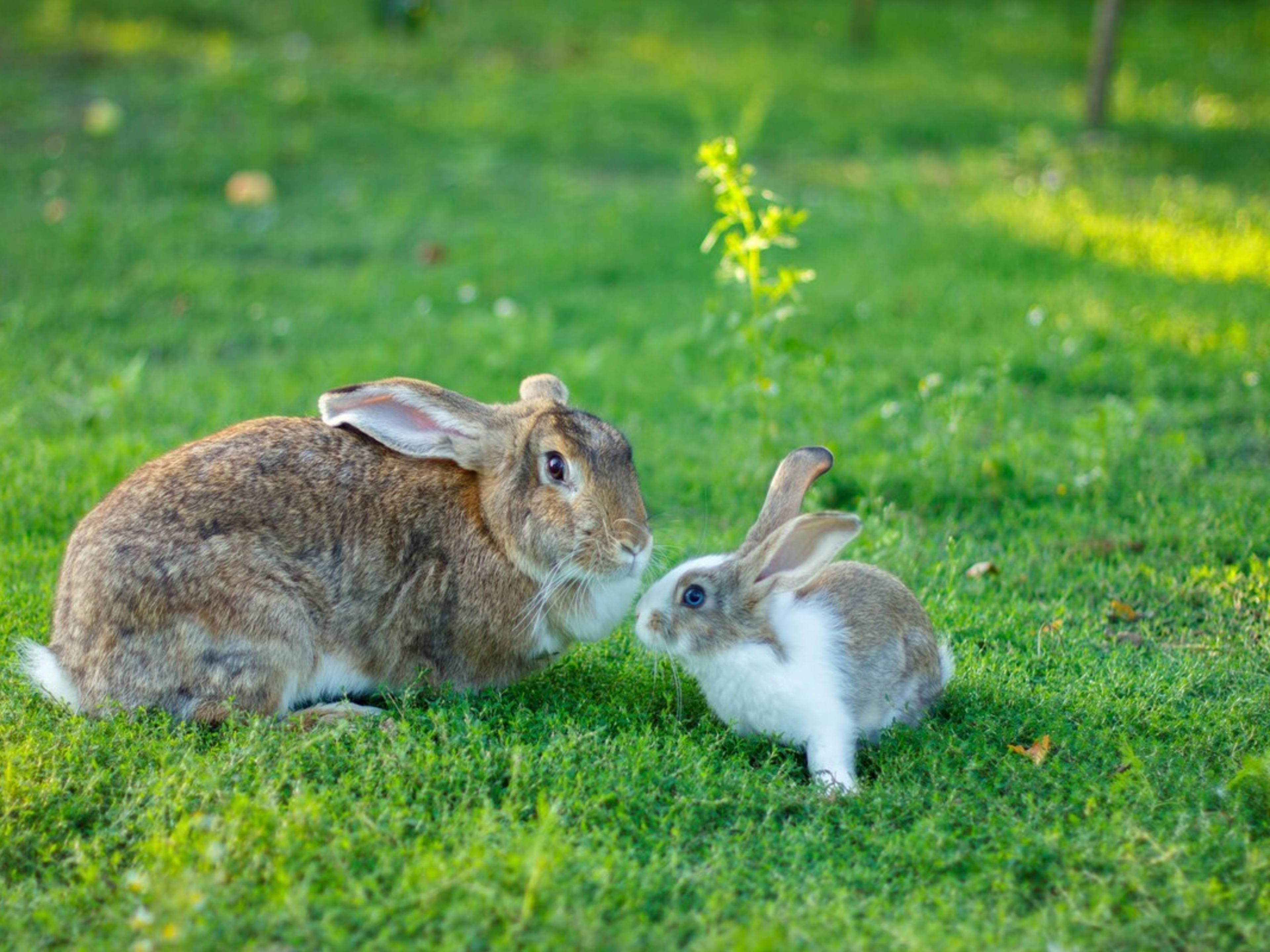 Precious Little Bunny Baby Dutifully Following His Mama Around the Yard ...