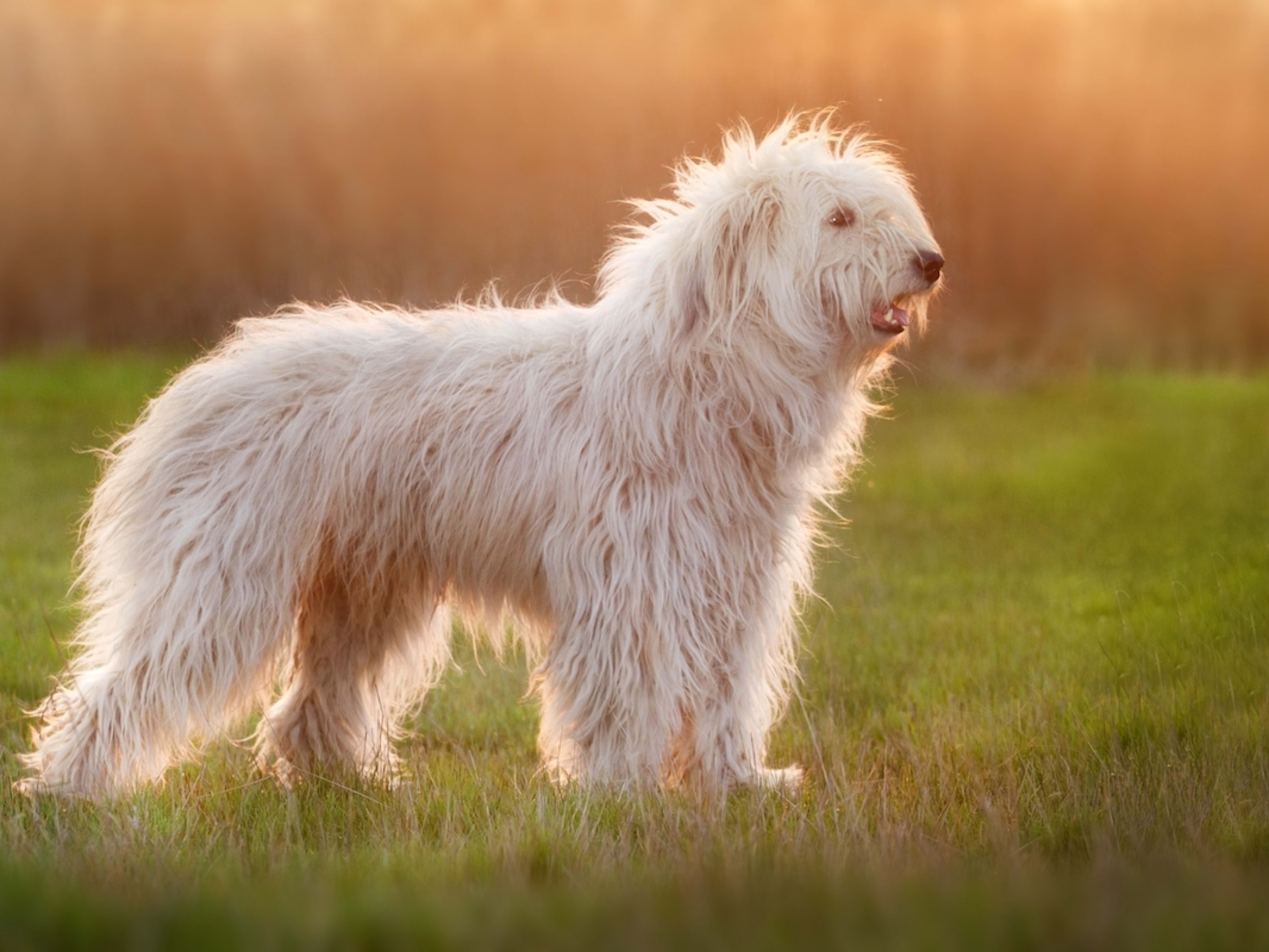 Clearance giant white dog New Arrivals