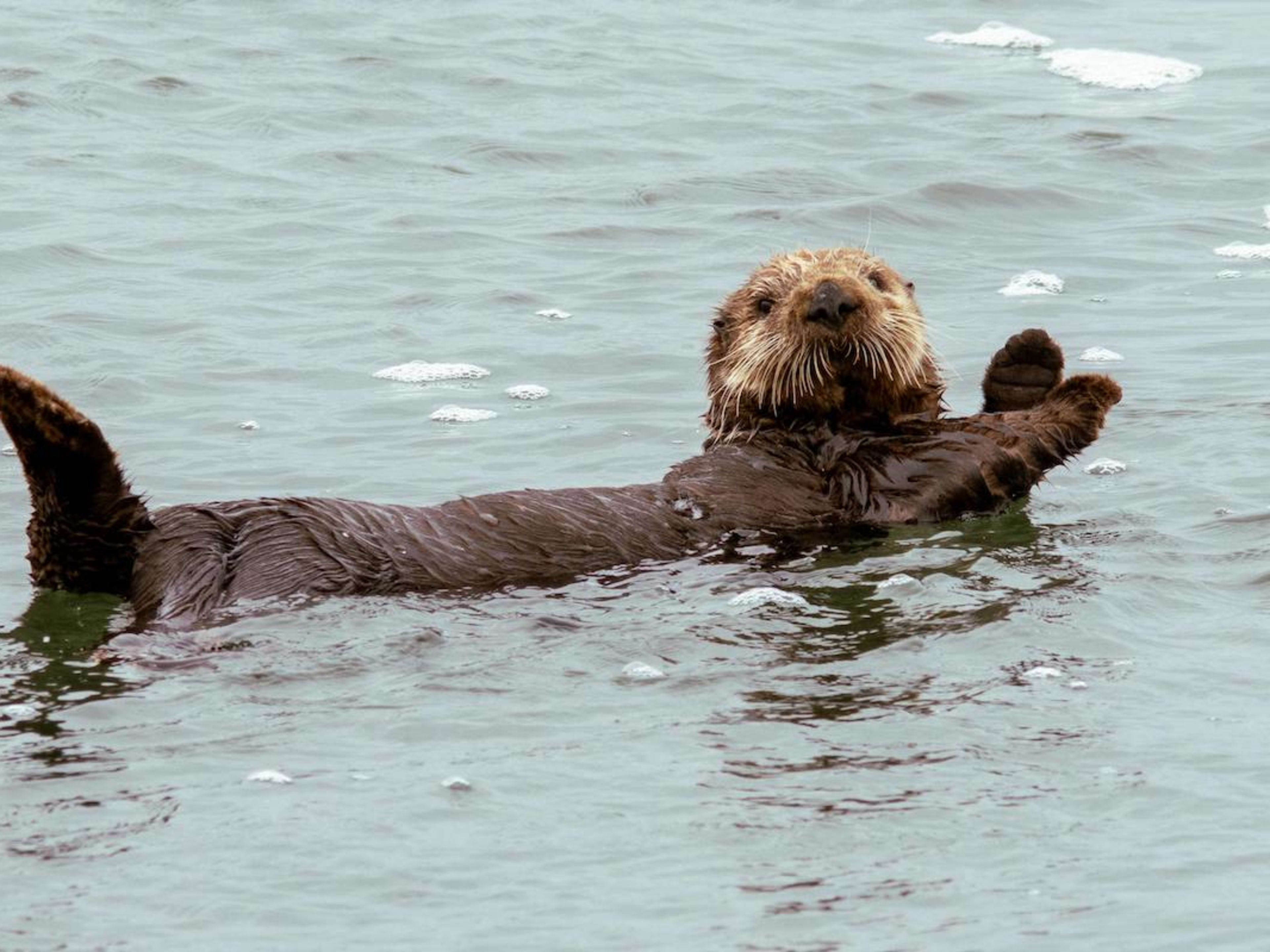 Adorable Sea Otter Spotted Wagging Their Tail Reminds Shocked Viewers ...