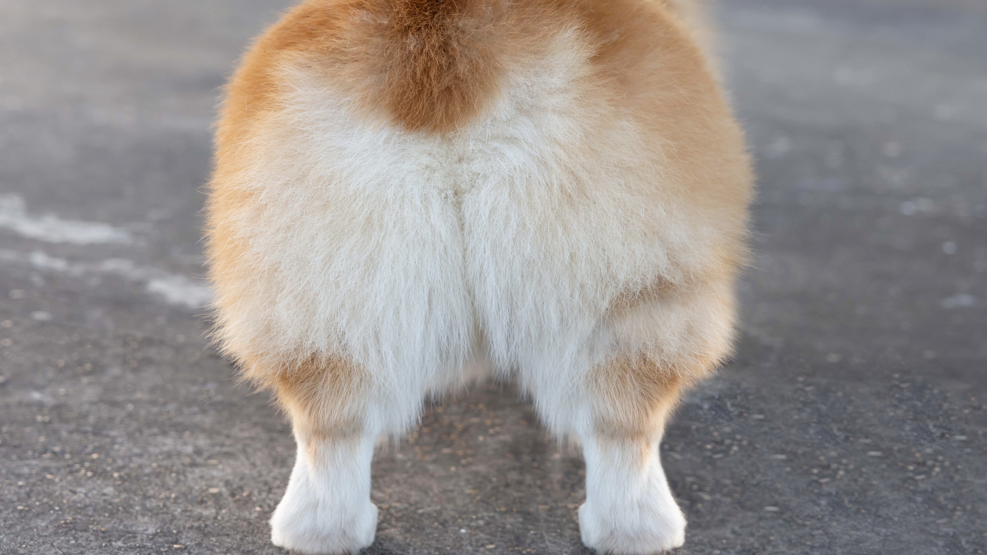 Why Do Dogs And Cats Not Like Butt Groomed: Shocking Truths Revealed