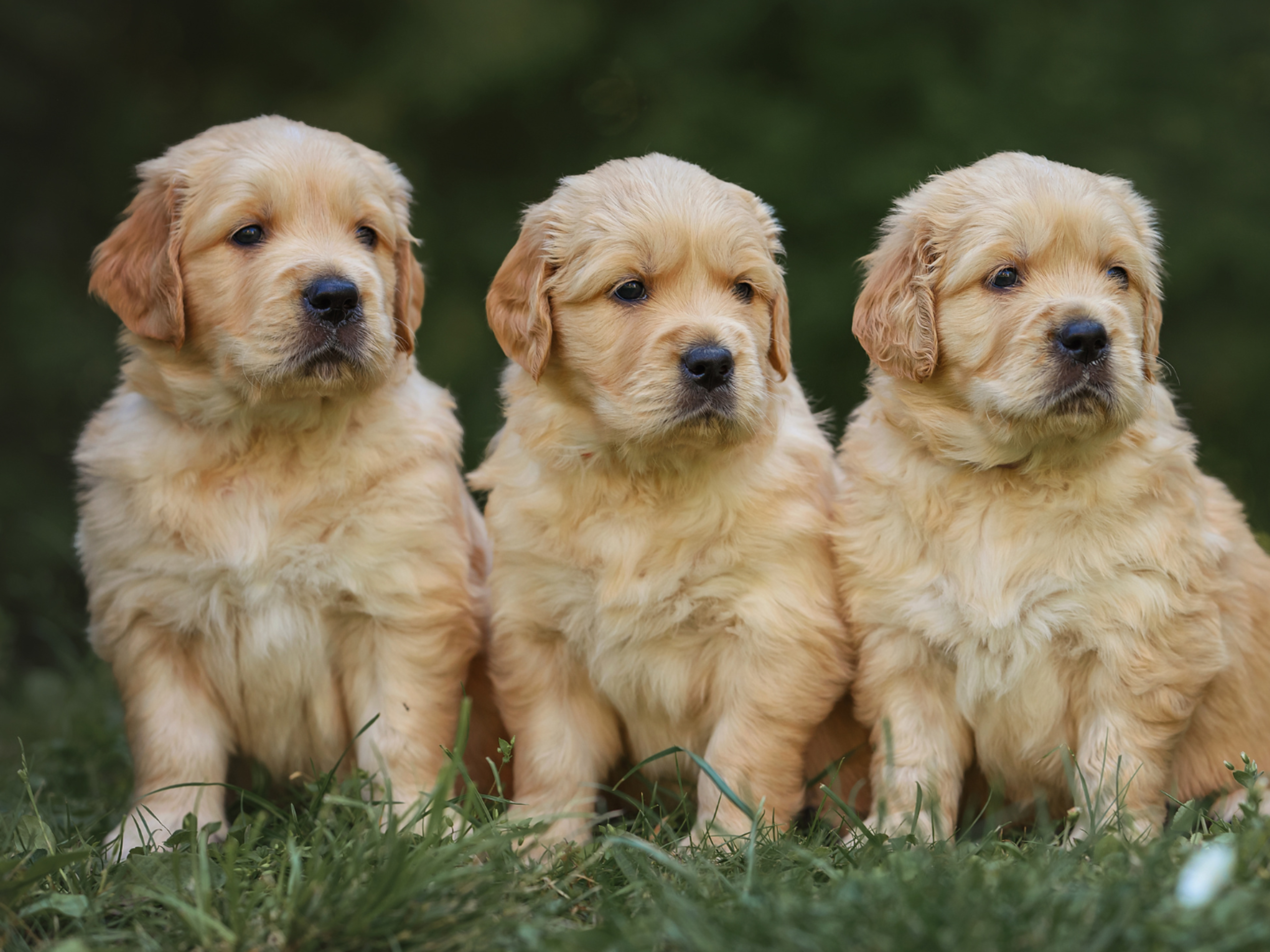 Hot golden retriever puppy png 2025
