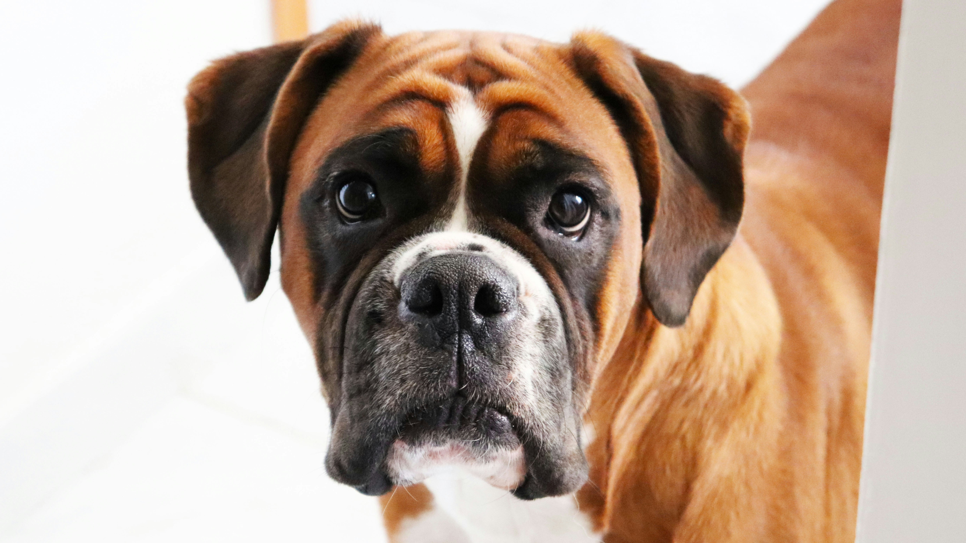 Boxer Dog Behavior: Understanding Traits & Training Tips