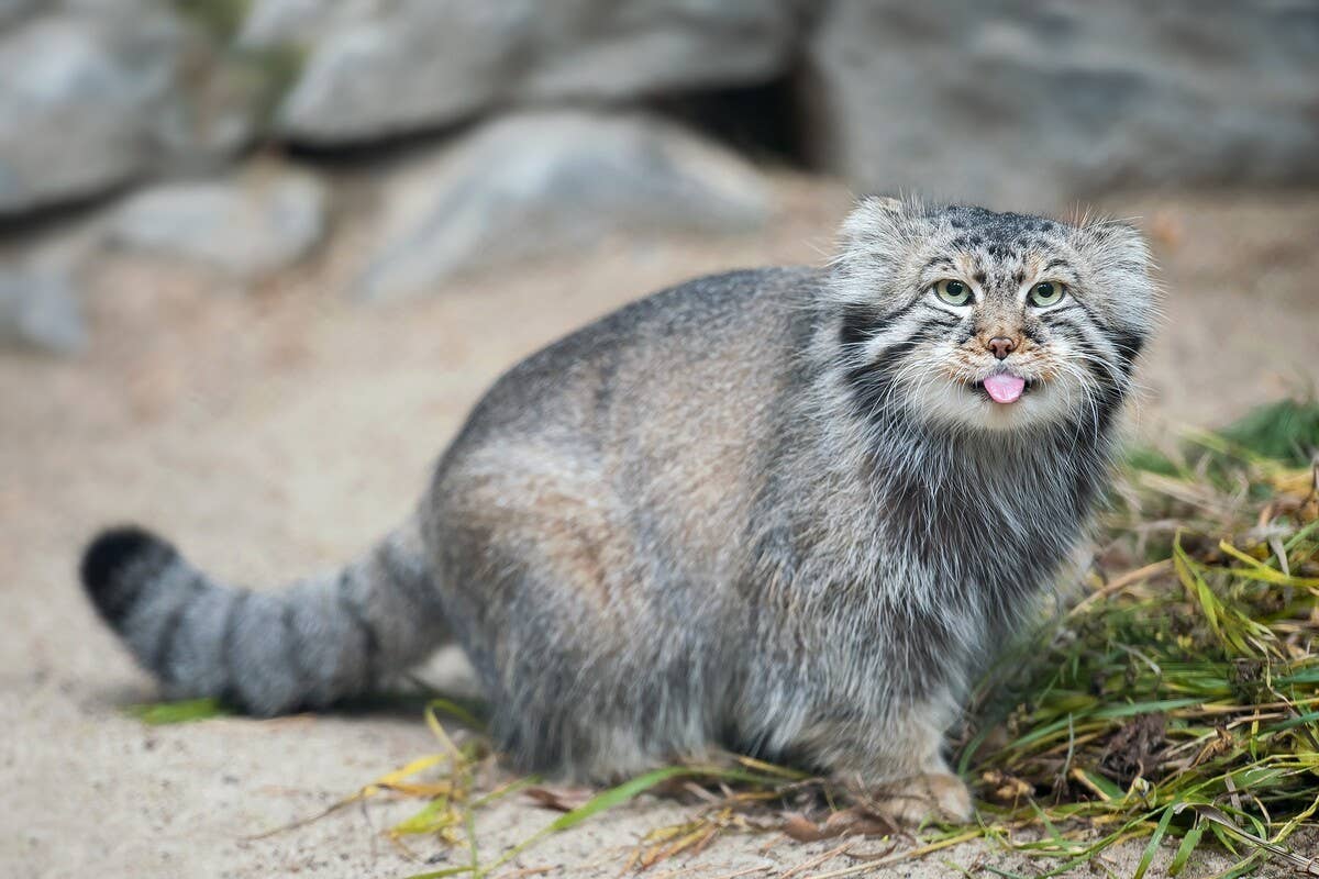Glitchy Baby Wild Cat Celebrates One Year Of Stealing Hearts At The Glitchy Baby Wild Cat Celebrates One Year Of Stealing Hearts At The