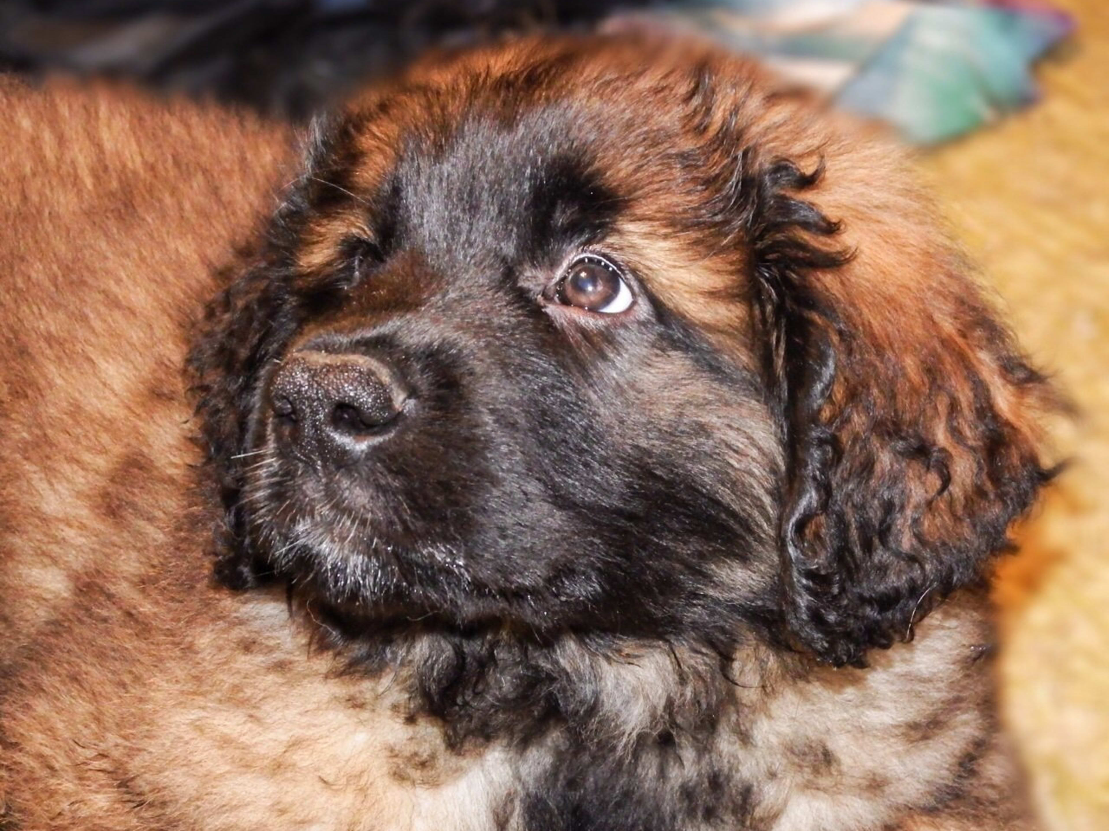 Leonberger Lion Dog Breed Leonberger Dog Breed Health And Care PetMD