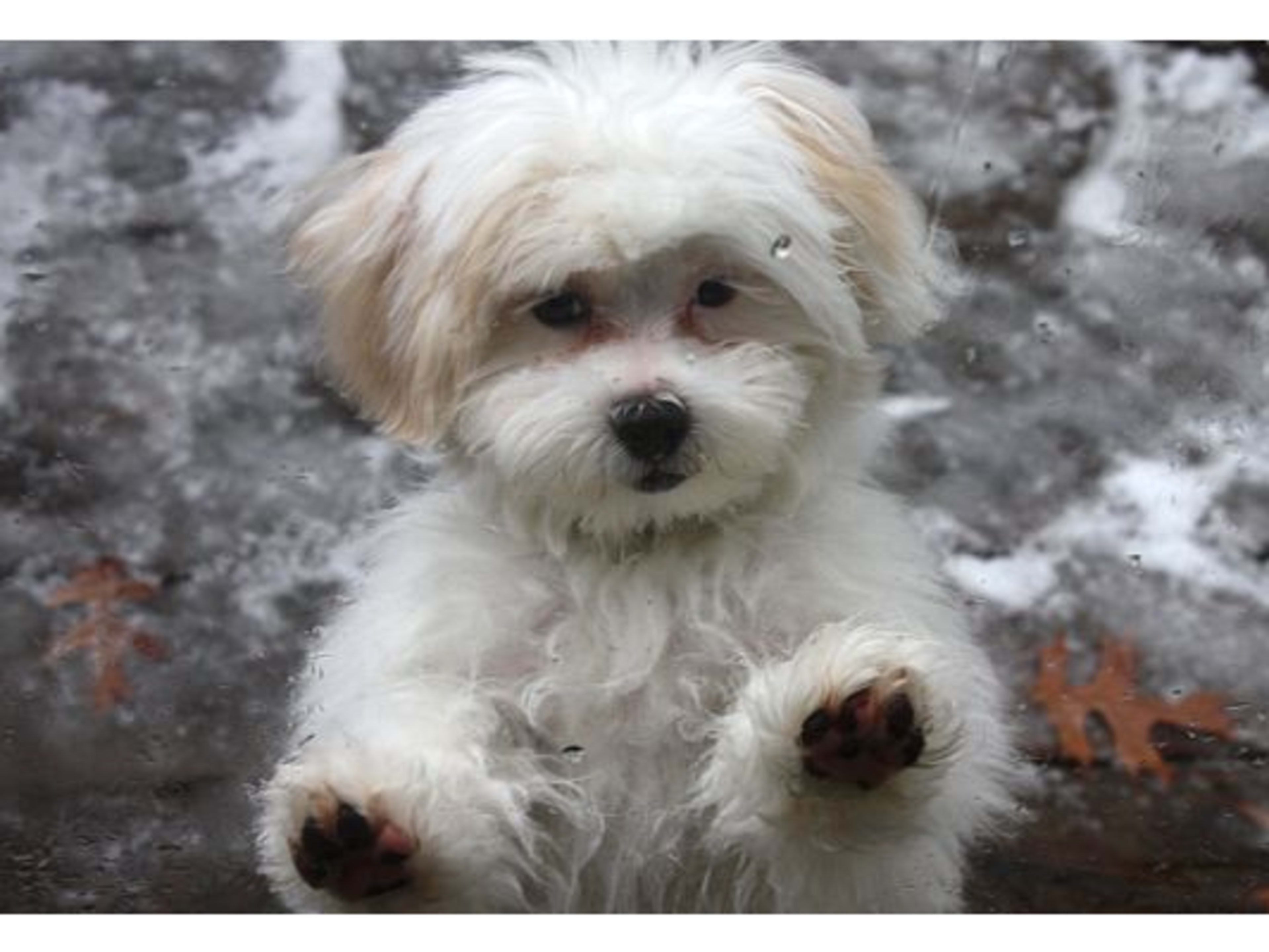 Shih Tzu Black Maltipoo Haircuts Tzu Maltese Poodle Shih Tzu