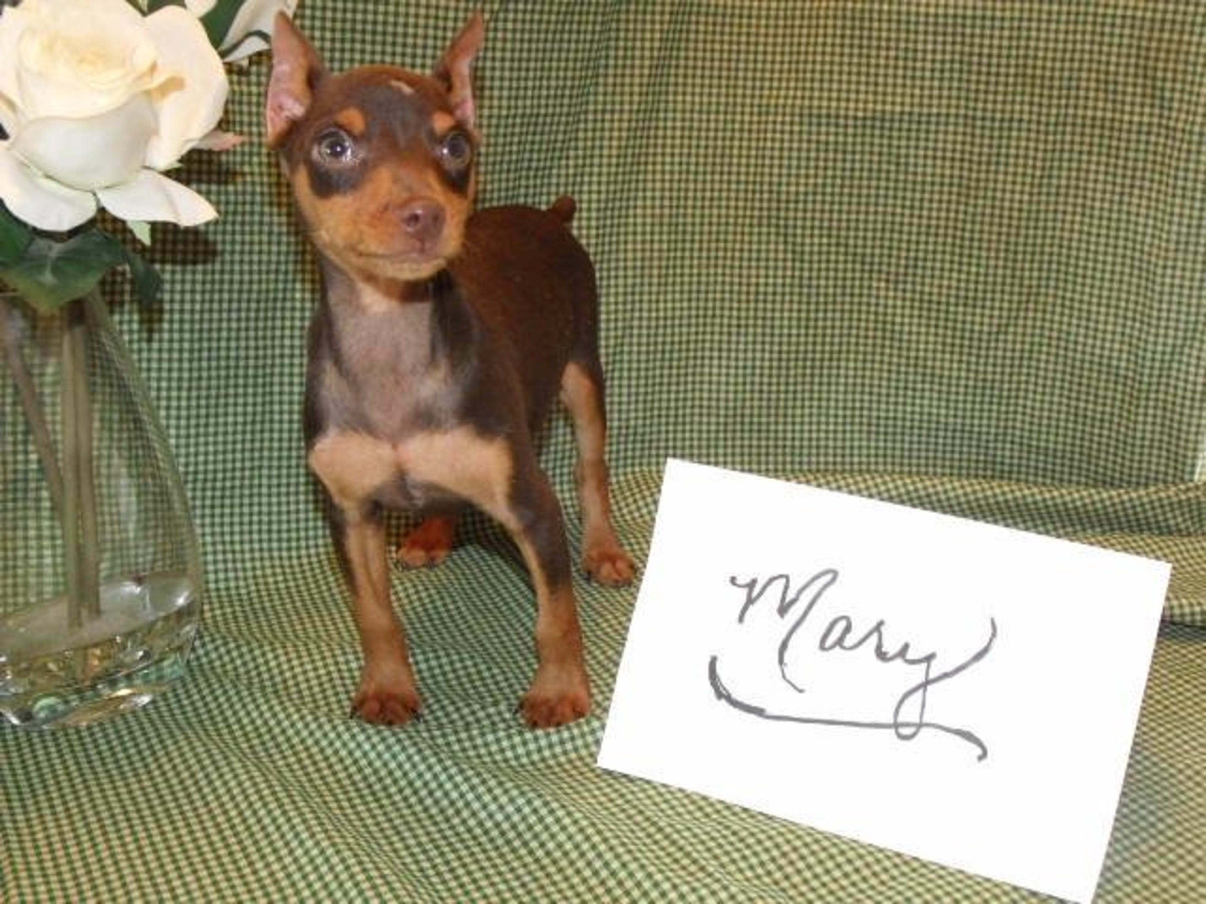 min pin puppies for sale