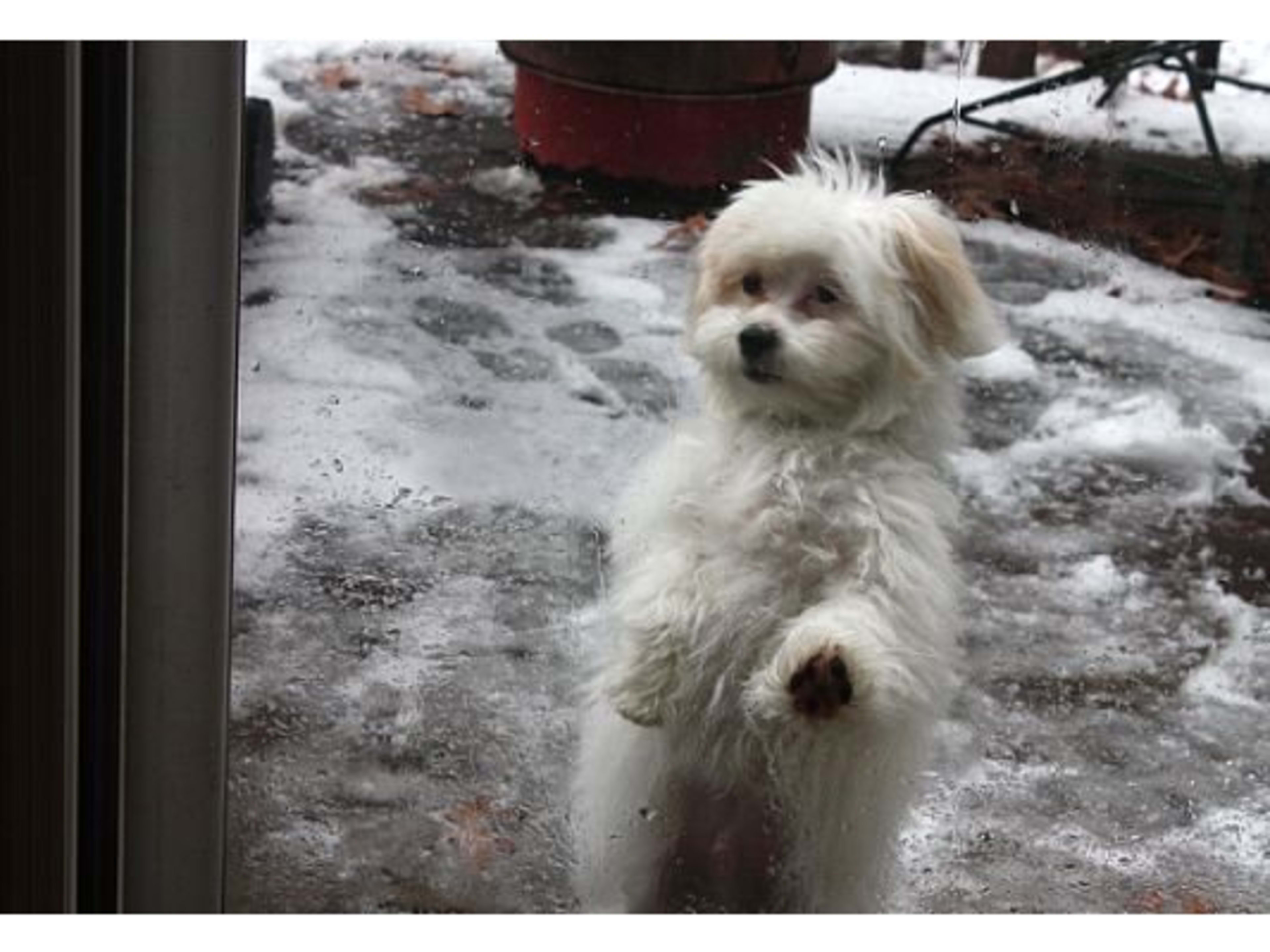 The Shih-Poo: A Shih Tzu Poodle Mix - PetHelpful