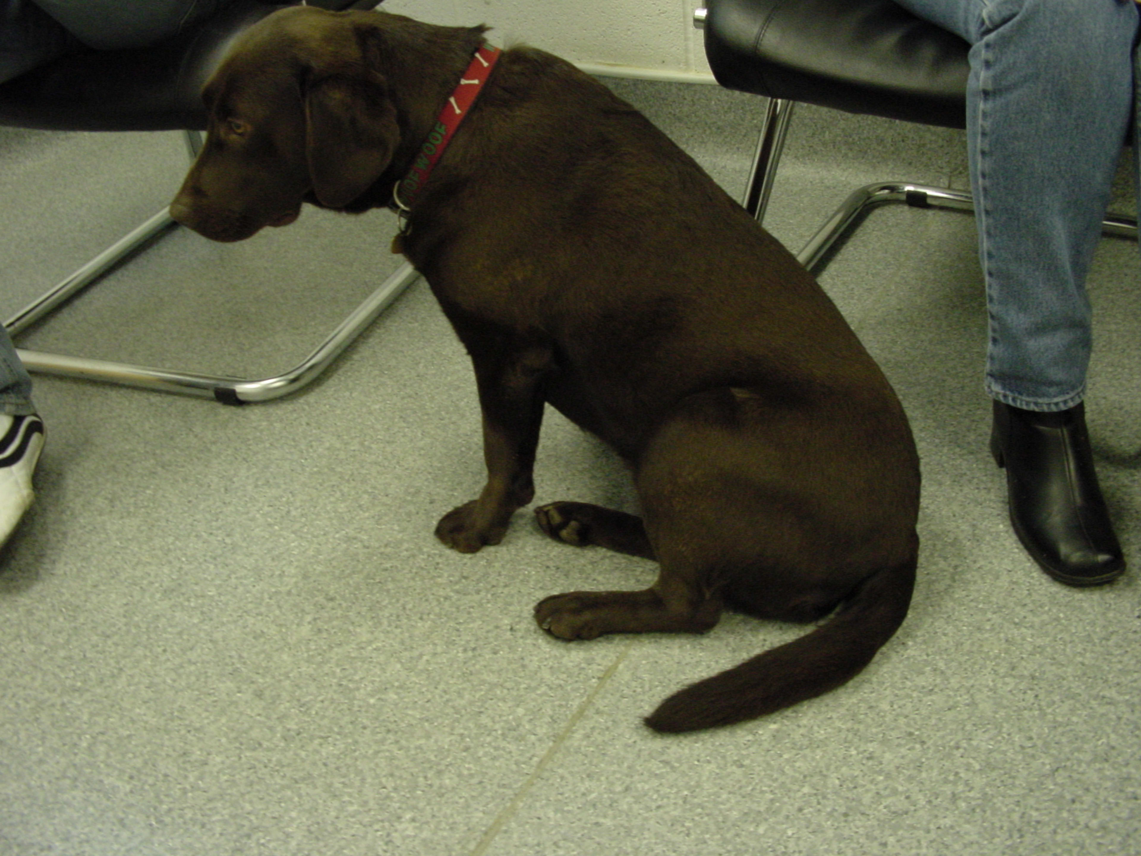 Is Your Dog Limping?  Front Leg Tendon Issues Explained - qjk9ay4