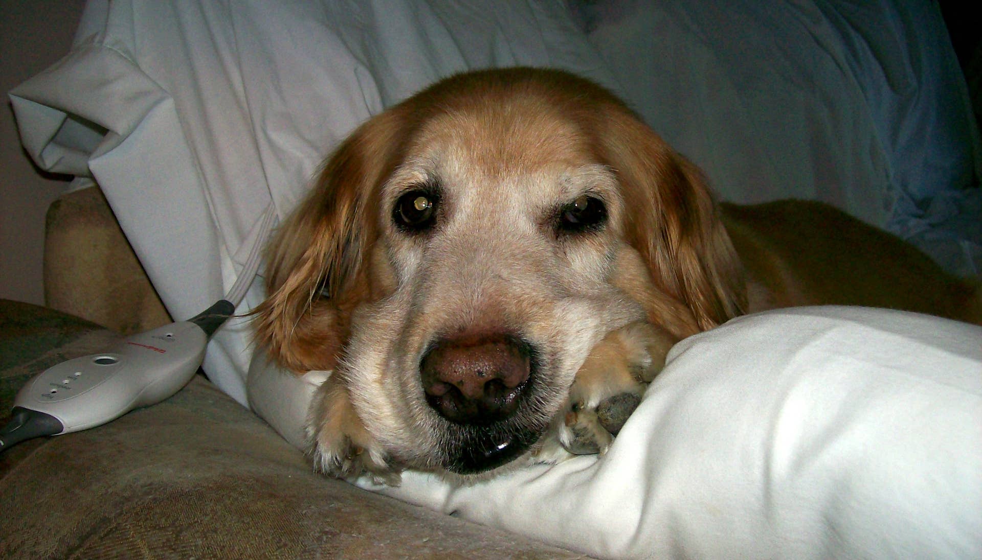 How to Stop a Dog From Eating Too Fast: Tips to Prevent Bloat