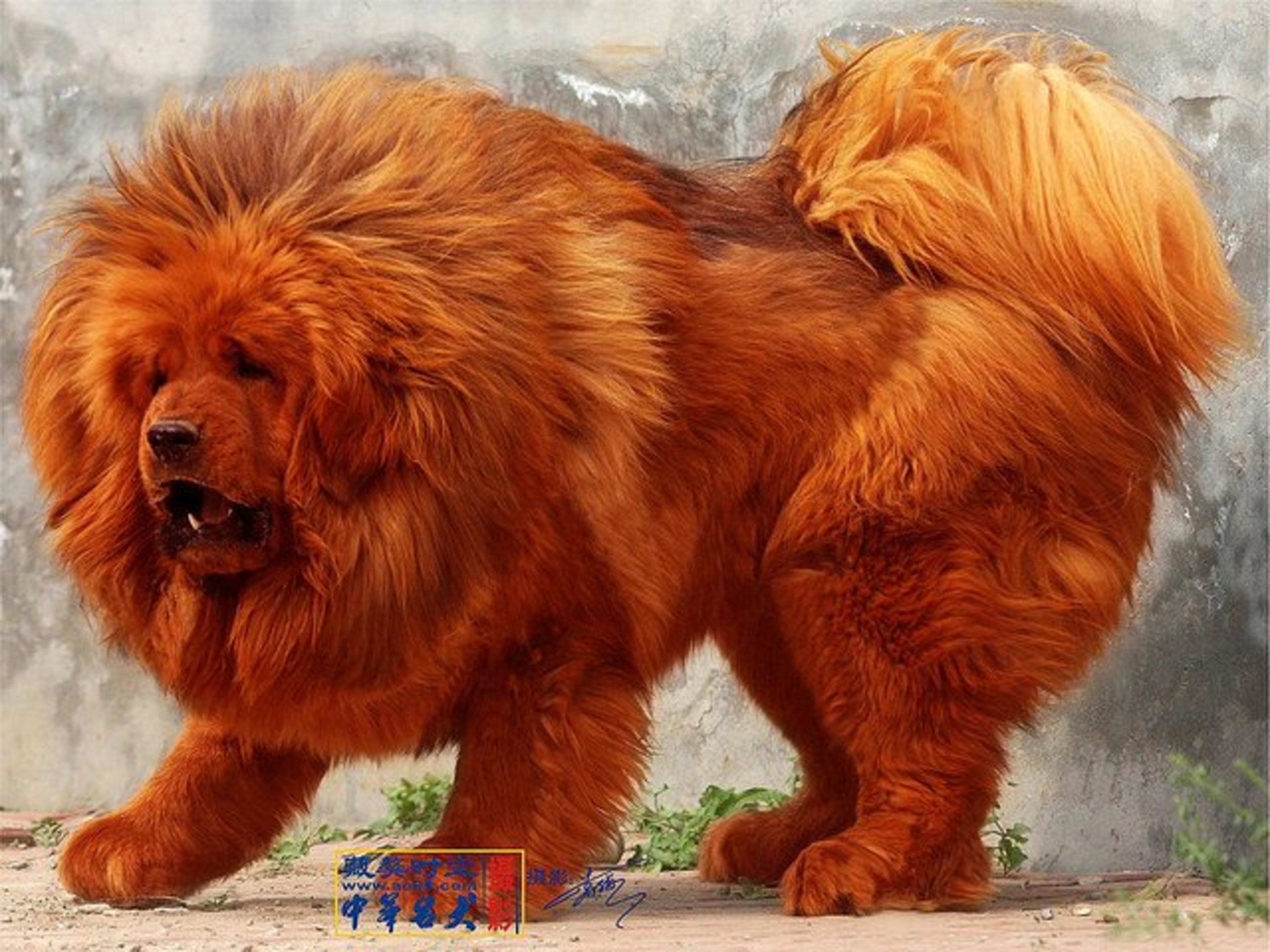 Chow Chow Most Expensive Dogs To Own Buy World's Most