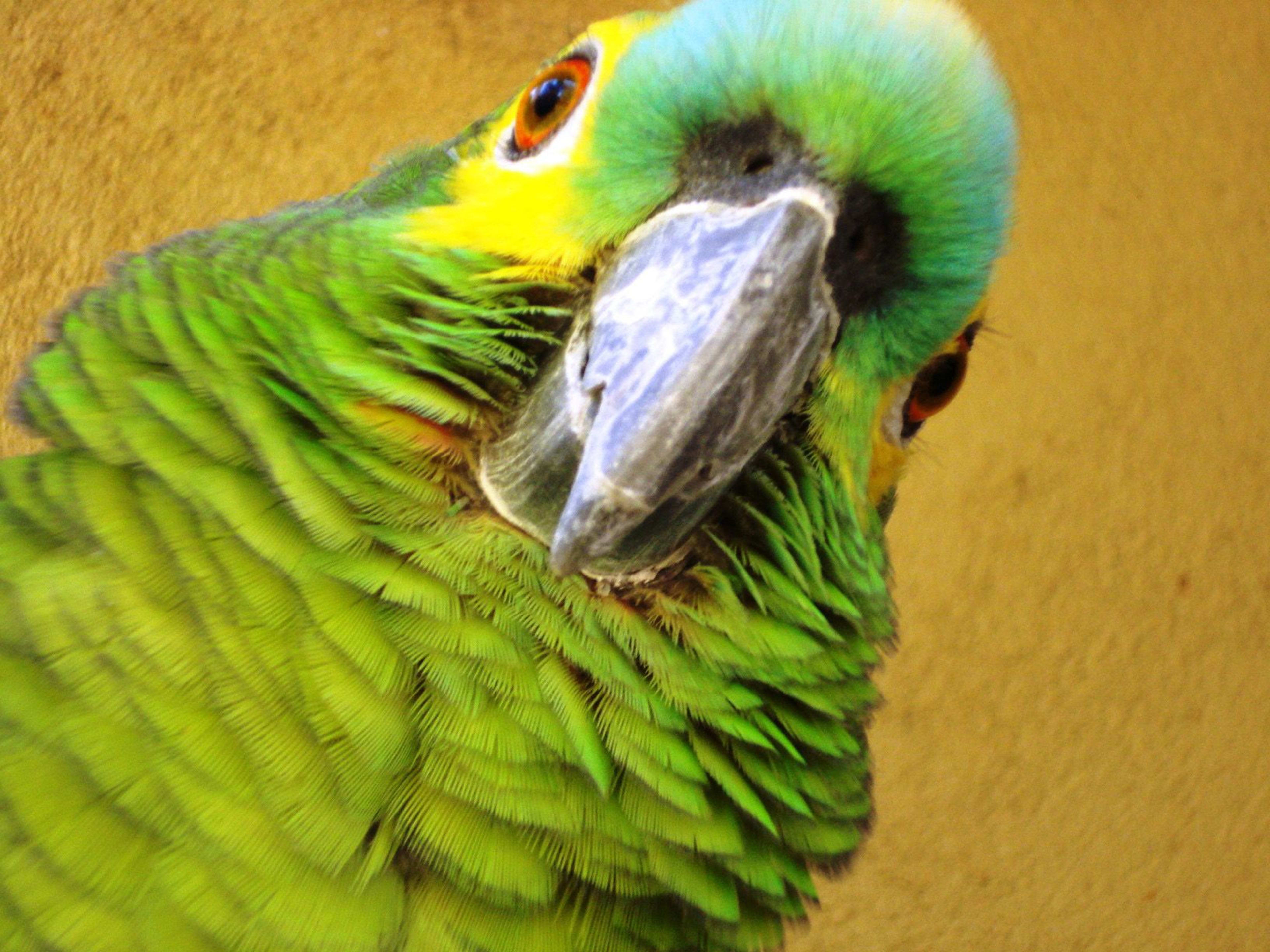 Amazons vs. African Grey Parrots as Pets