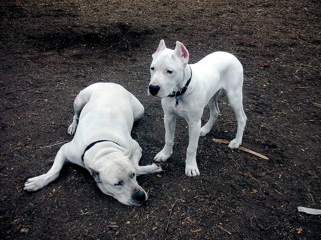 The Dogo Argentino Dog Breed: Tough but Misunderstood - PetHelpful