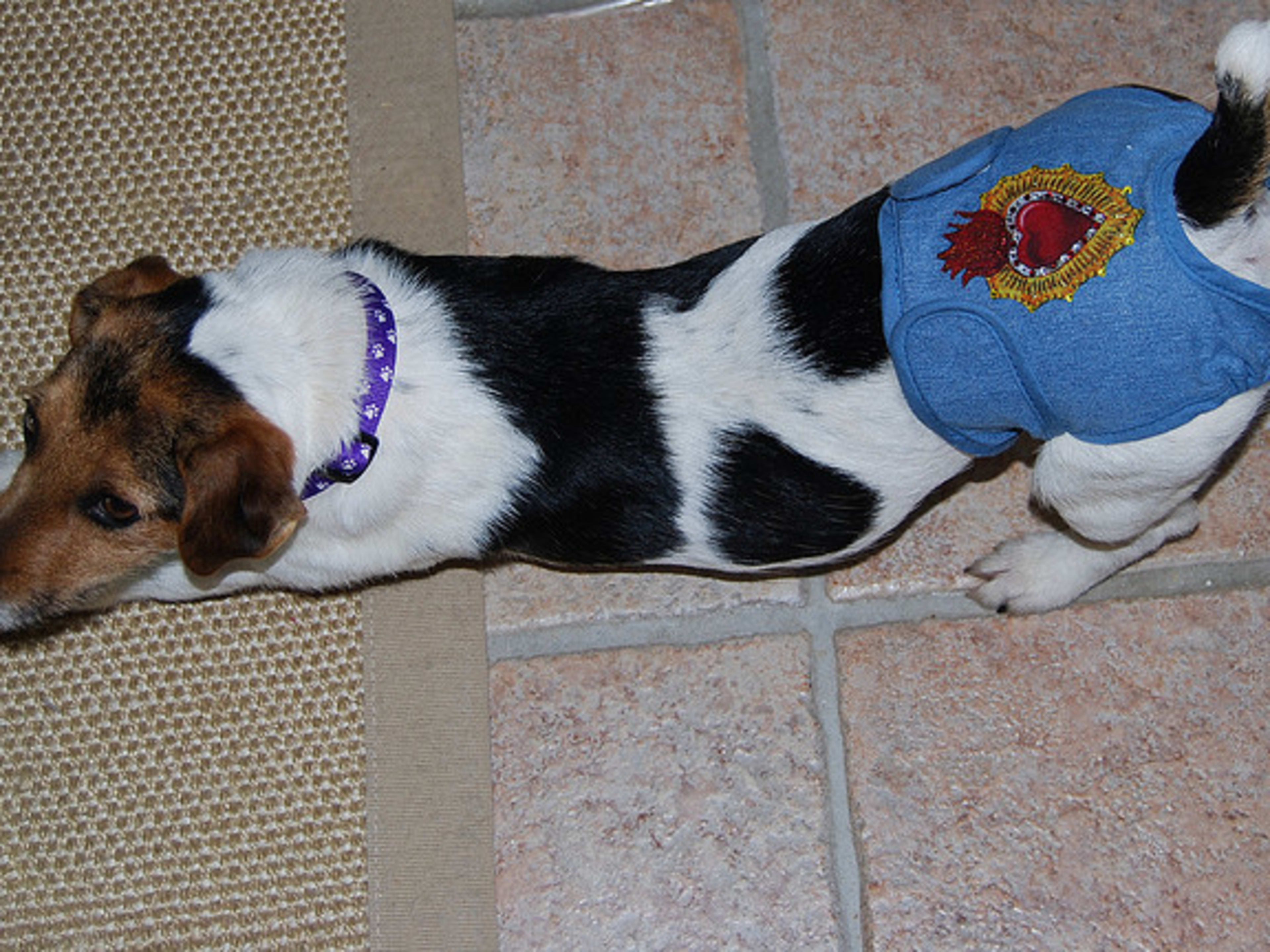 Tell If Is My Dog Coming Into Season Estrus What To Do When Your