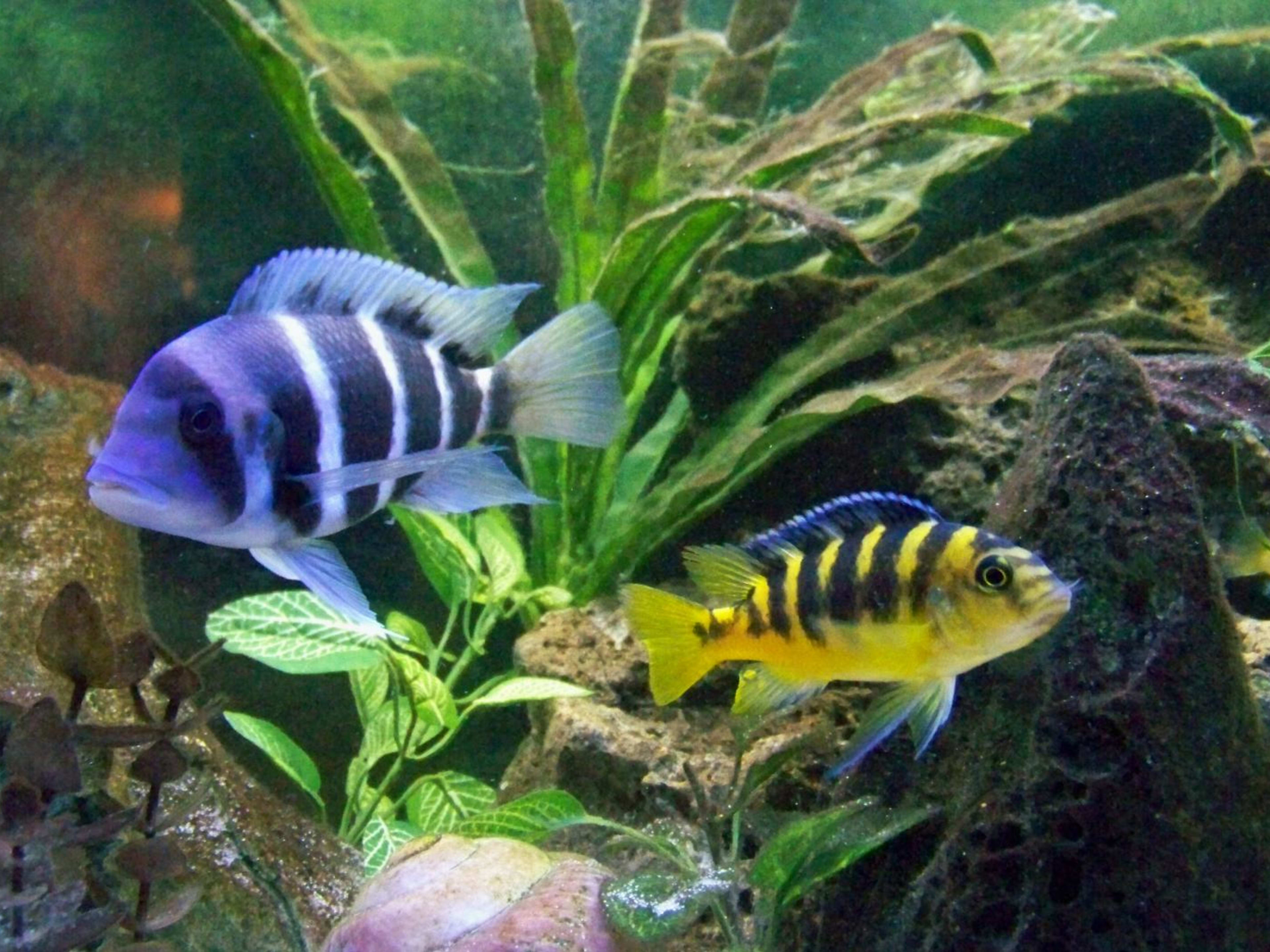 freshwater-aquarium-fish-guide