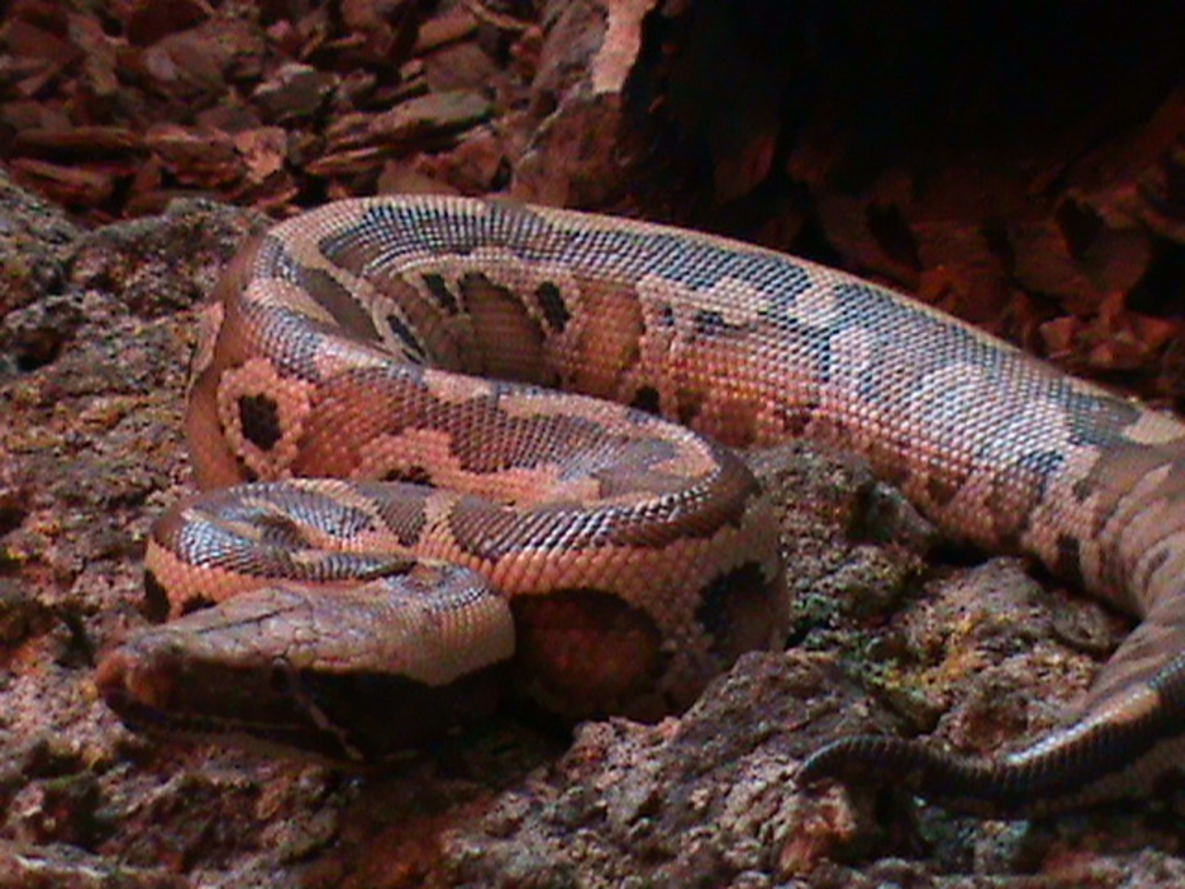 14 Species of Boas and Pythons: Amazing Constricting Snakes
