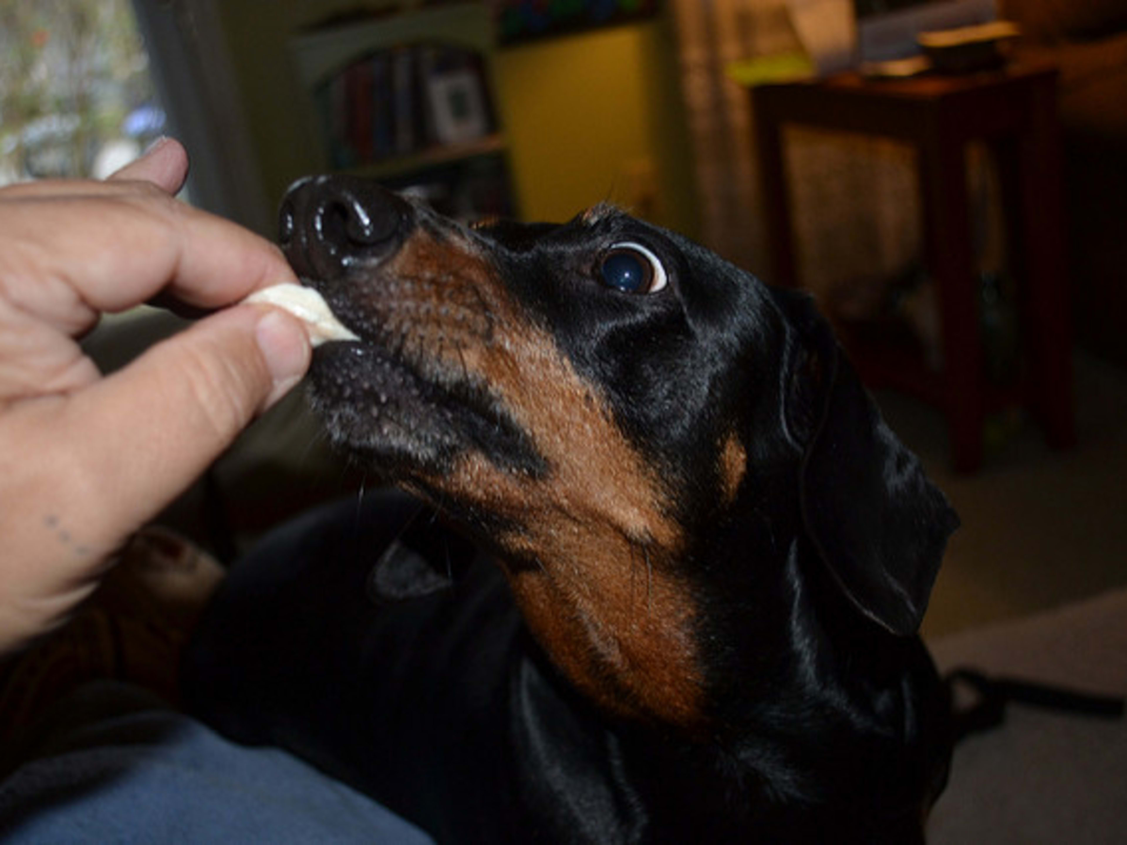 dog eats cooked chicken bones