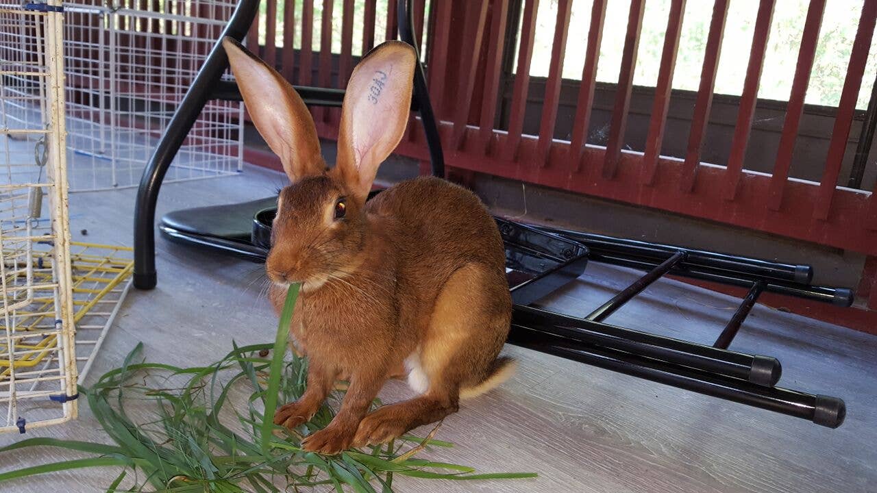 Belgian Hare Rabbit Belgian Hare Rabbit Complete Care And Breeding