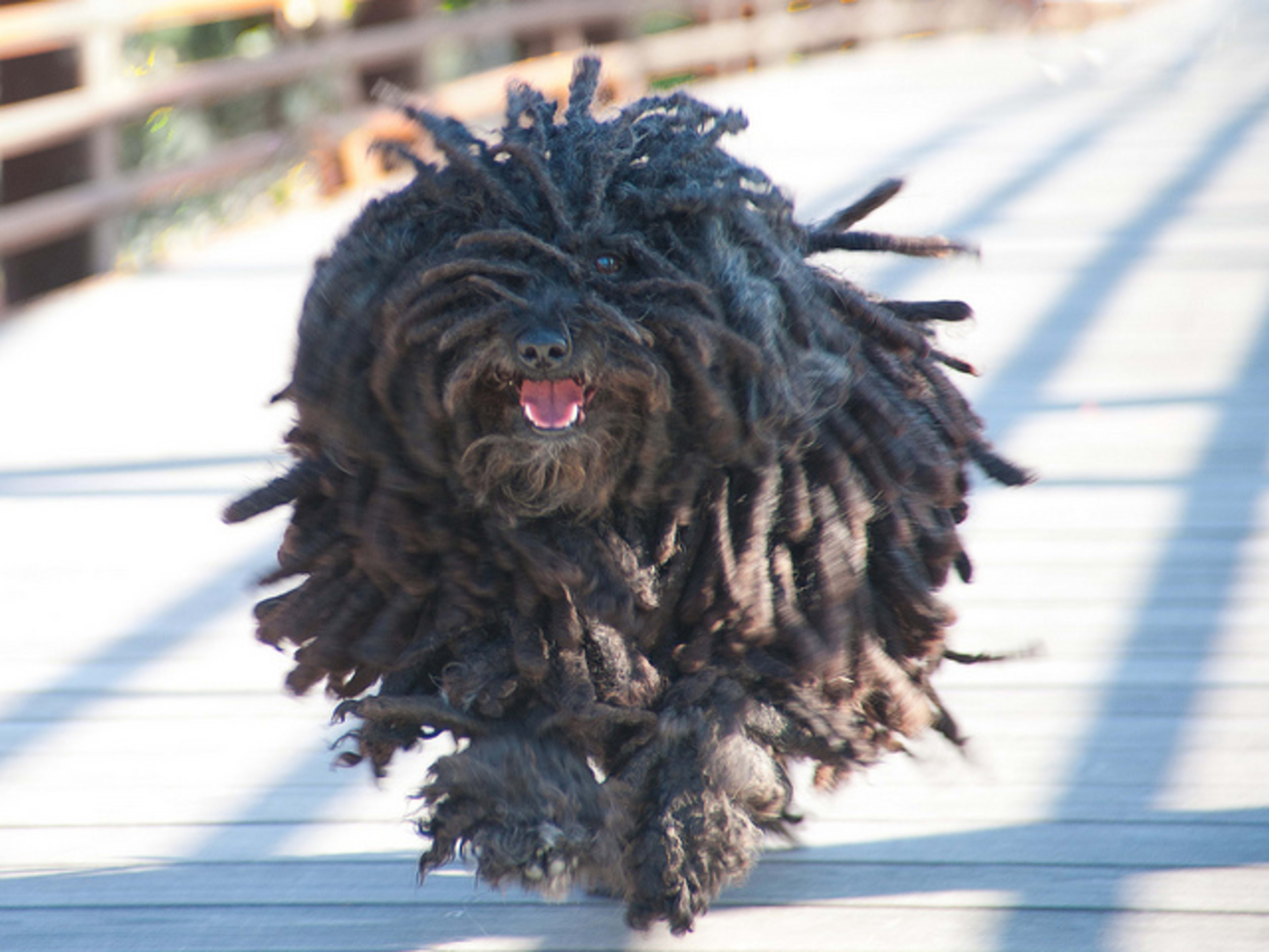 Best best small guard dog breeds Discount