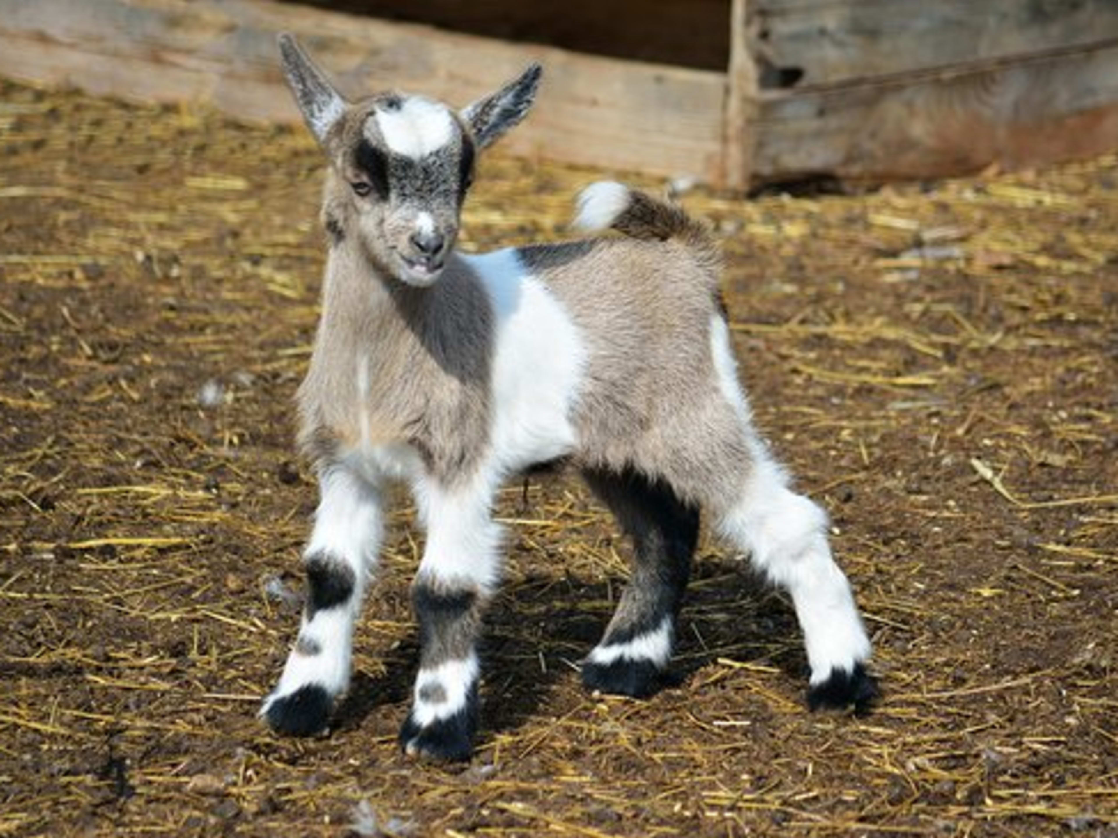Pygmy goat pet sales