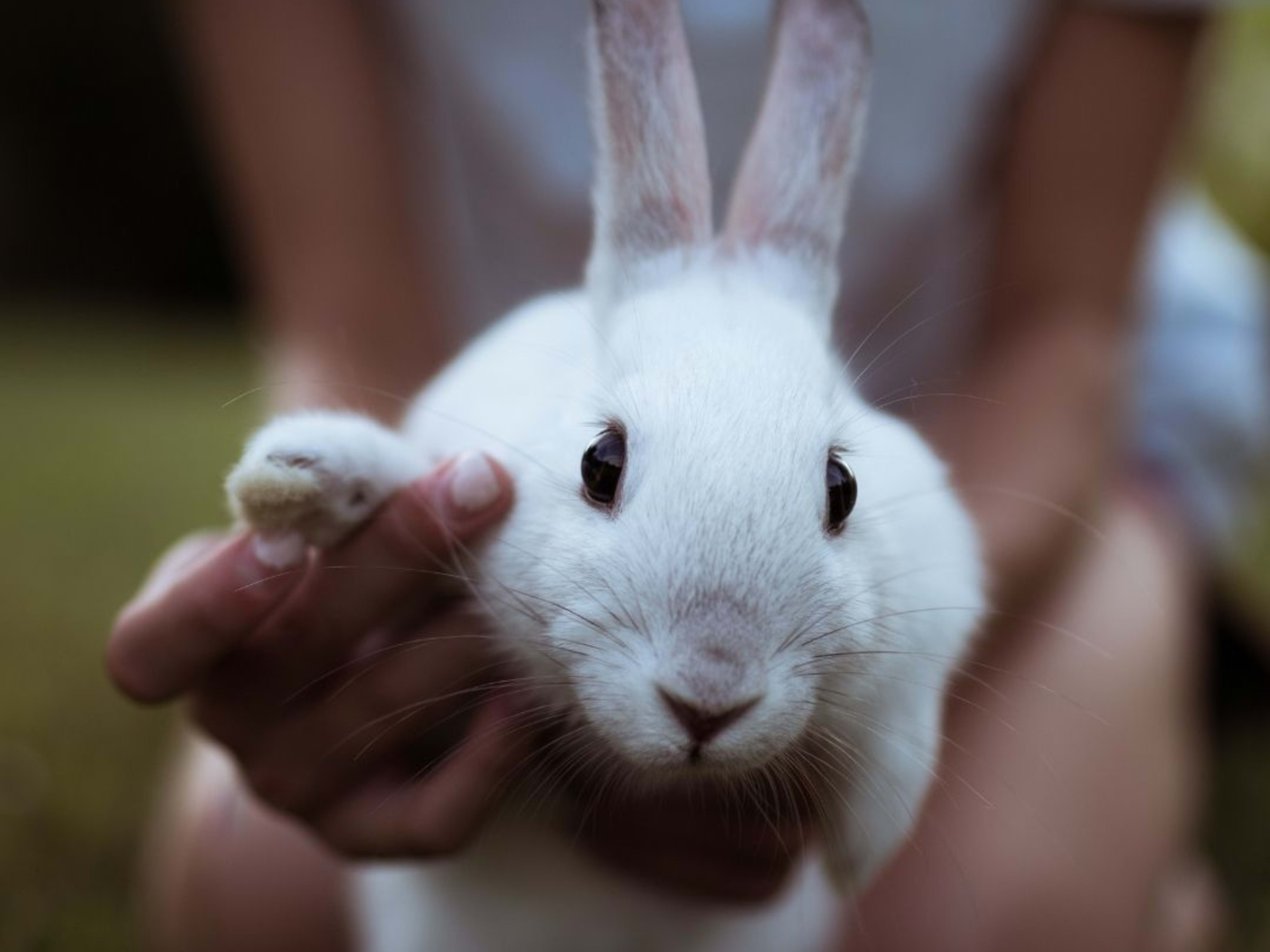 The 10 Best Pet Rabbit Breeds for Children - PetHelpful