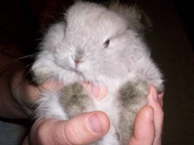 Bunny Breed Guide: Jersey Woolly Rabbits