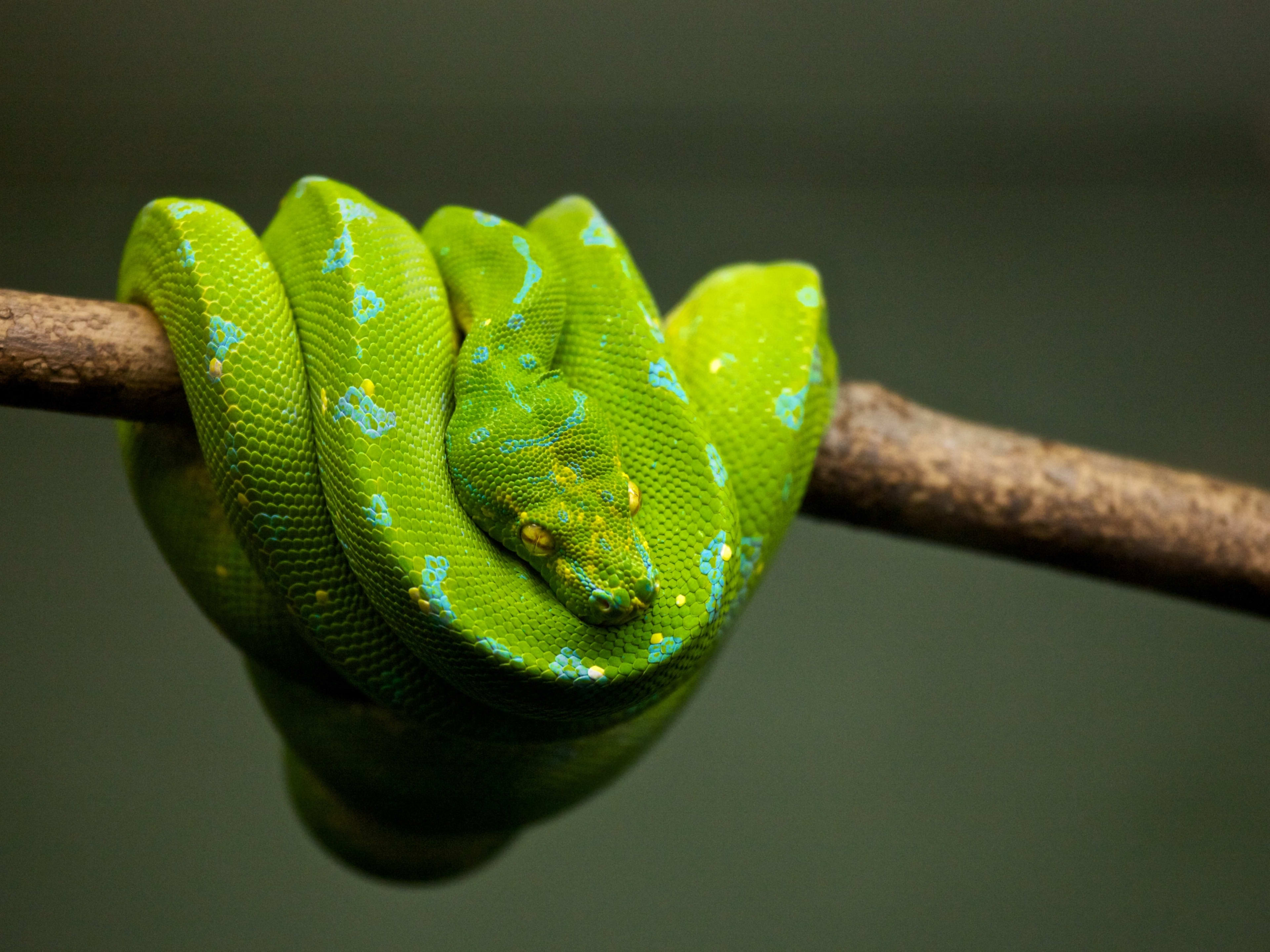 Top types of snakes to have as pets Deals