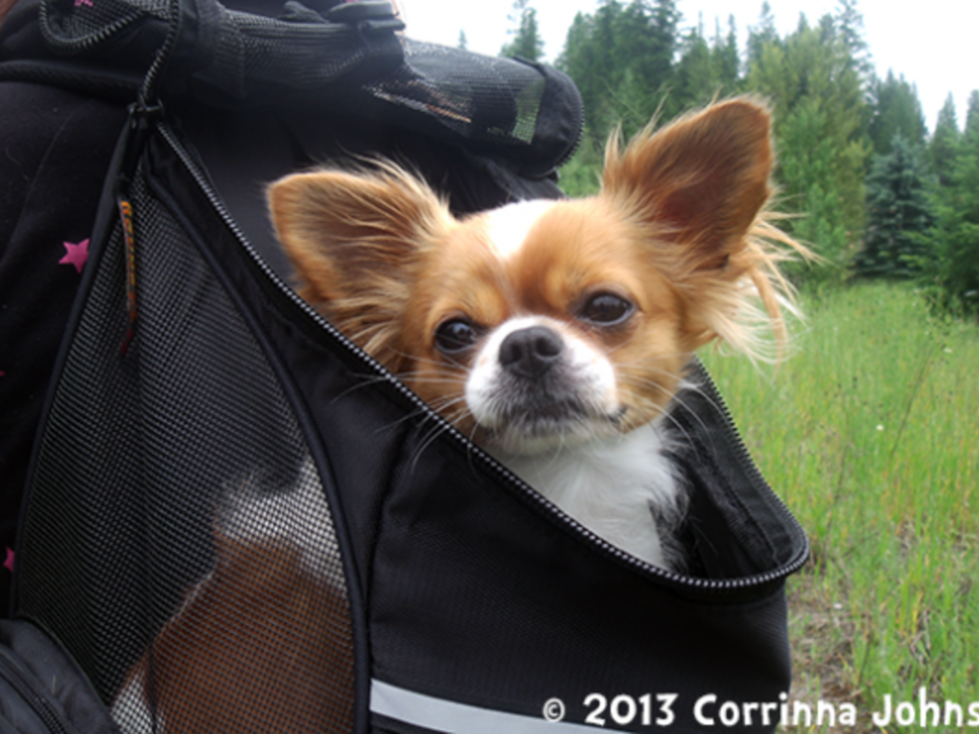 Chihuahua Backpack