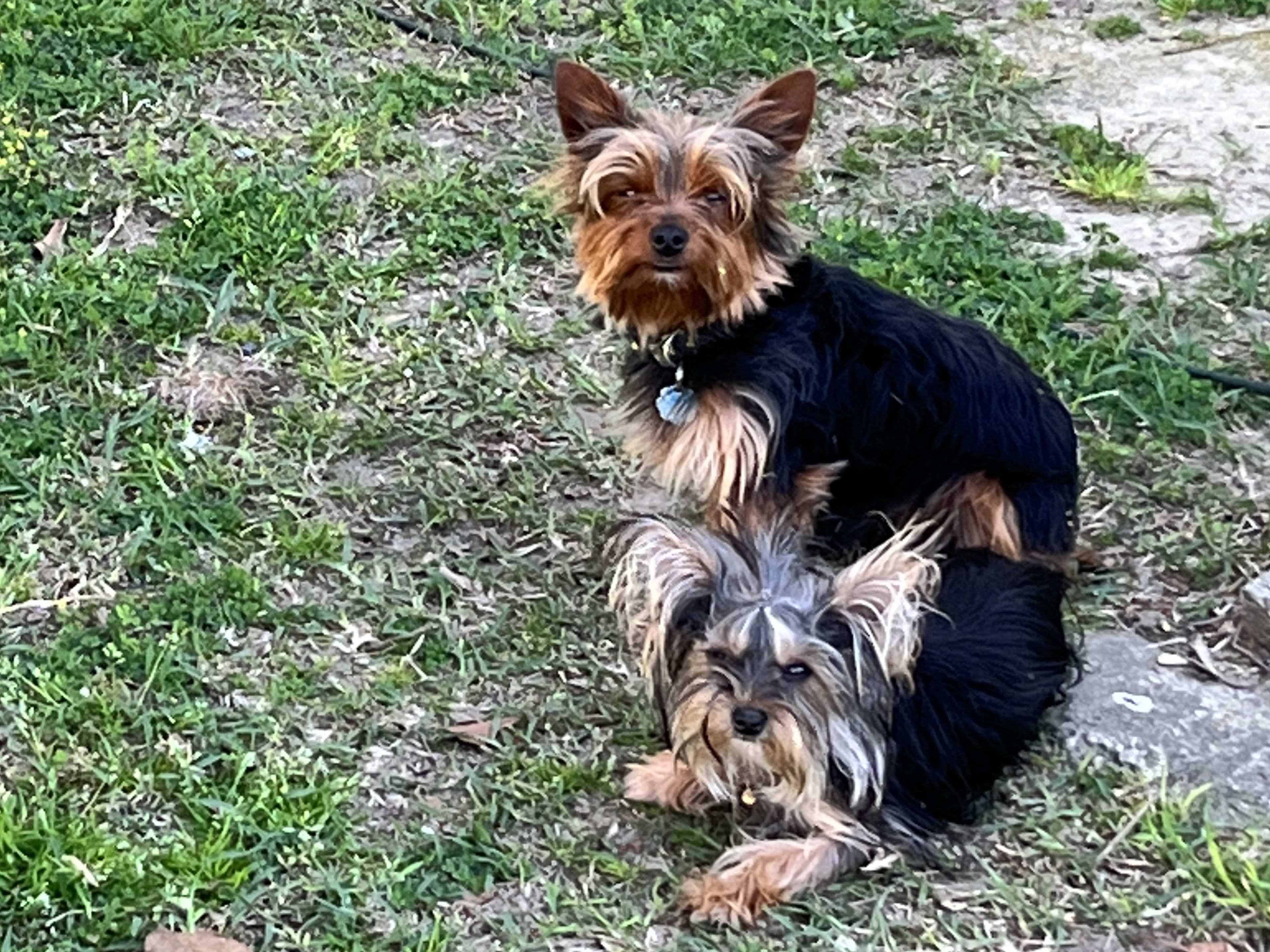 Best how often can a female dog get pregnant 2025