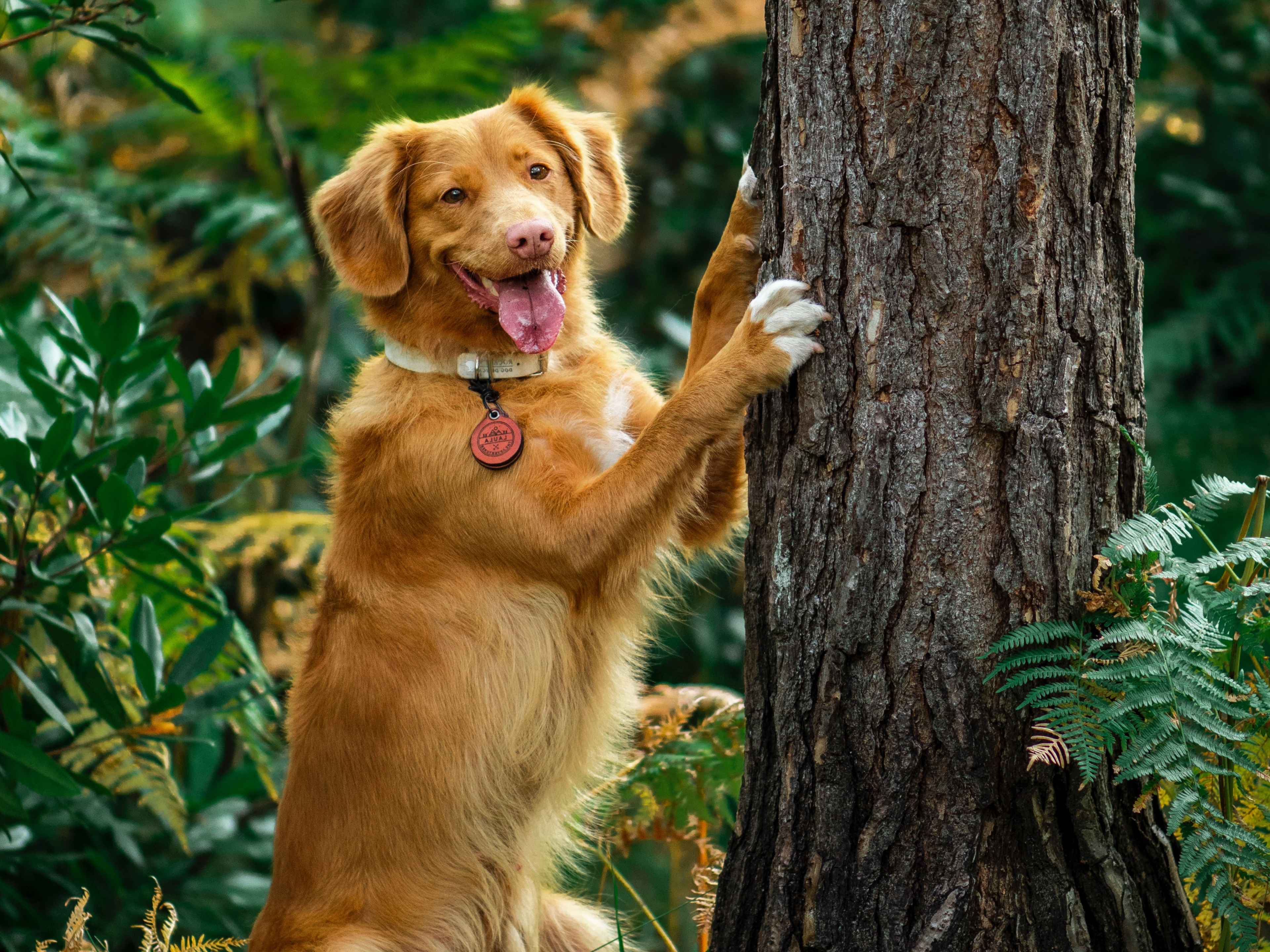 Latin dog names discount