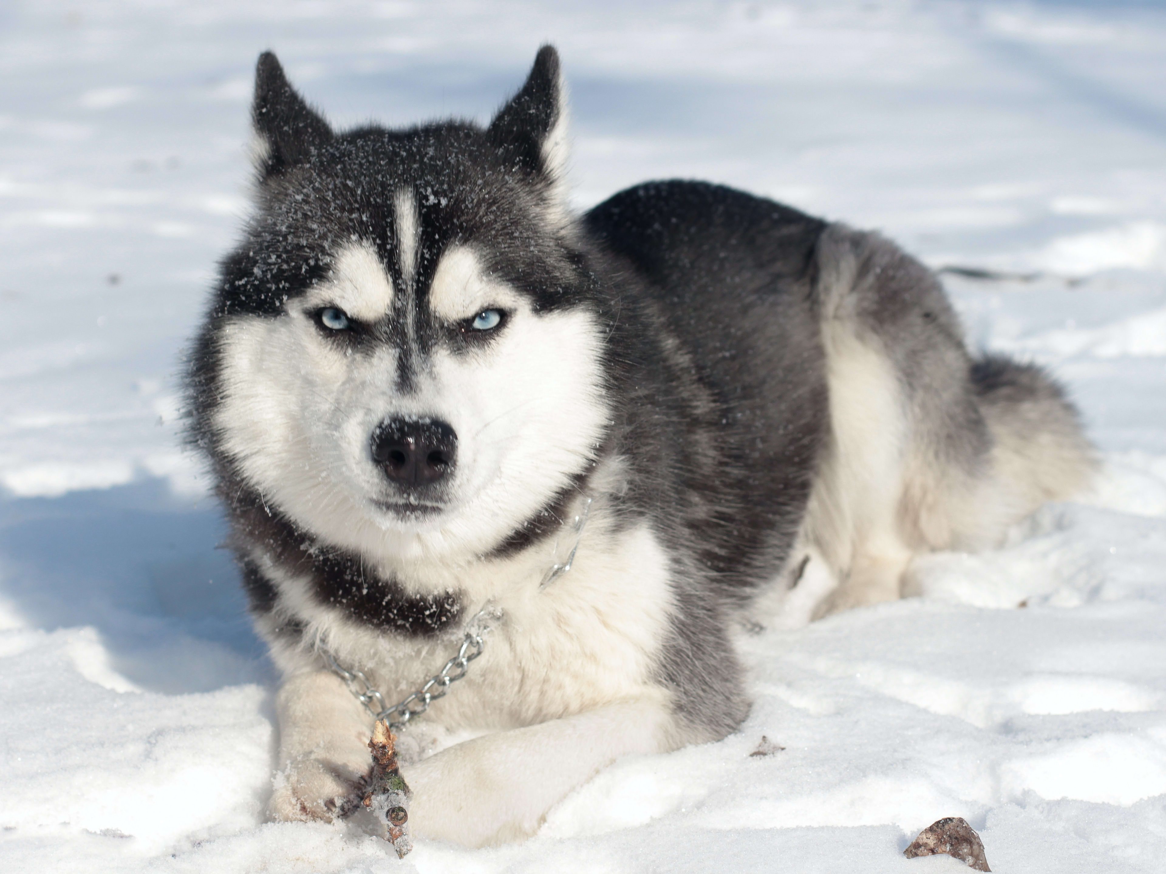 Siberian  Cool Authentic Russian Names for a Siberian Husky Dog