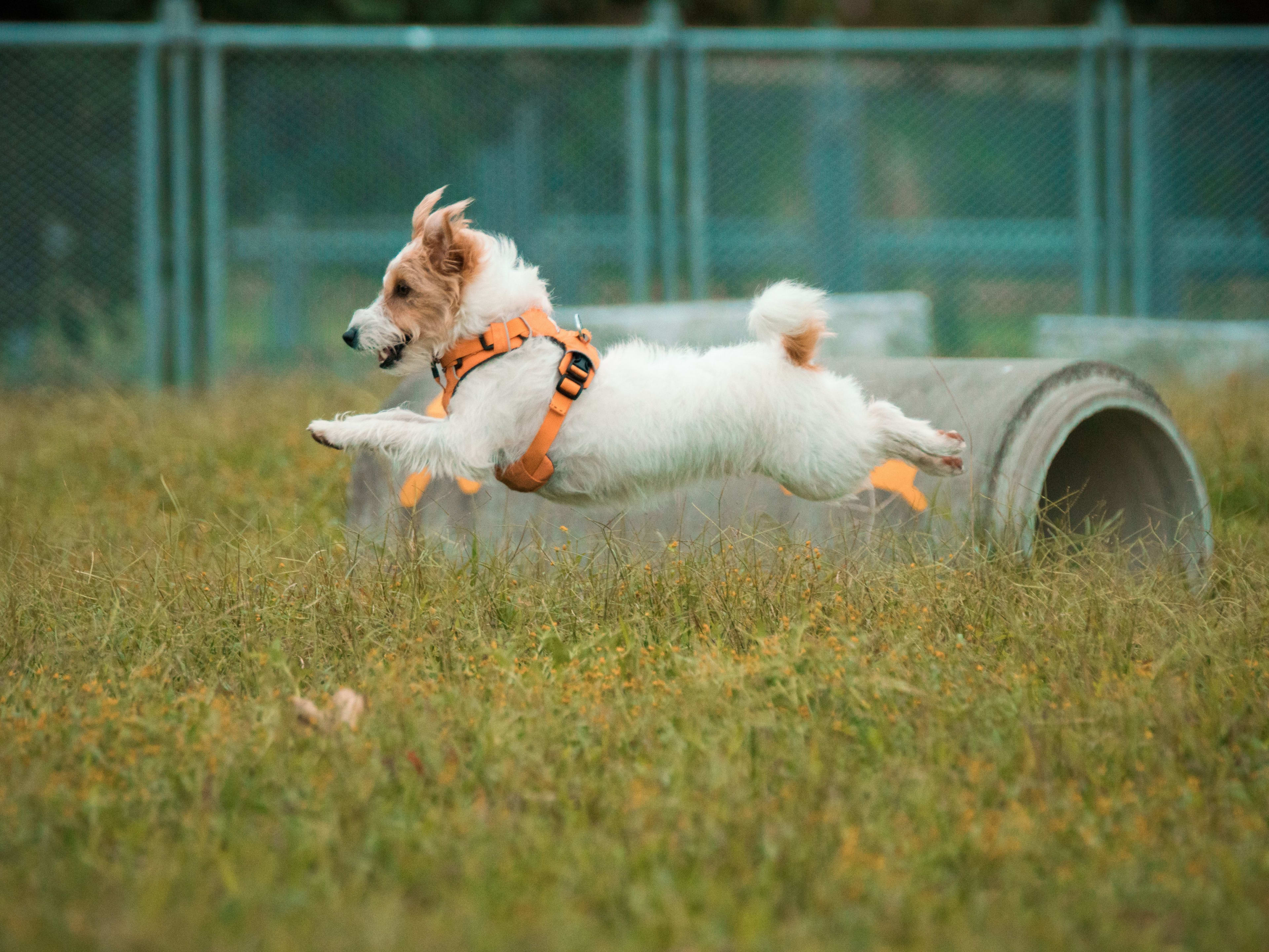 dog breeds