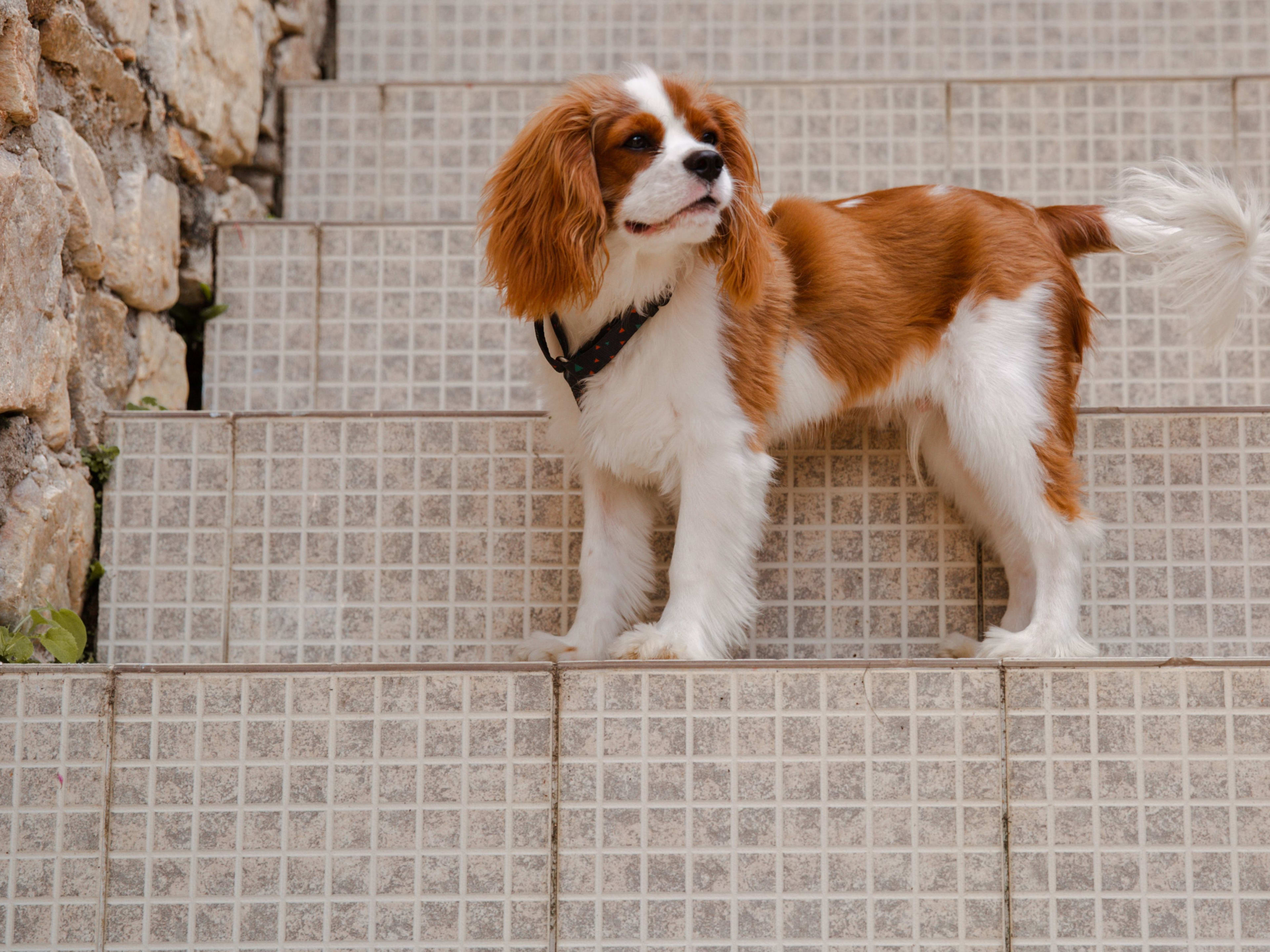 Cavalier king charles spaniel grooming discount
