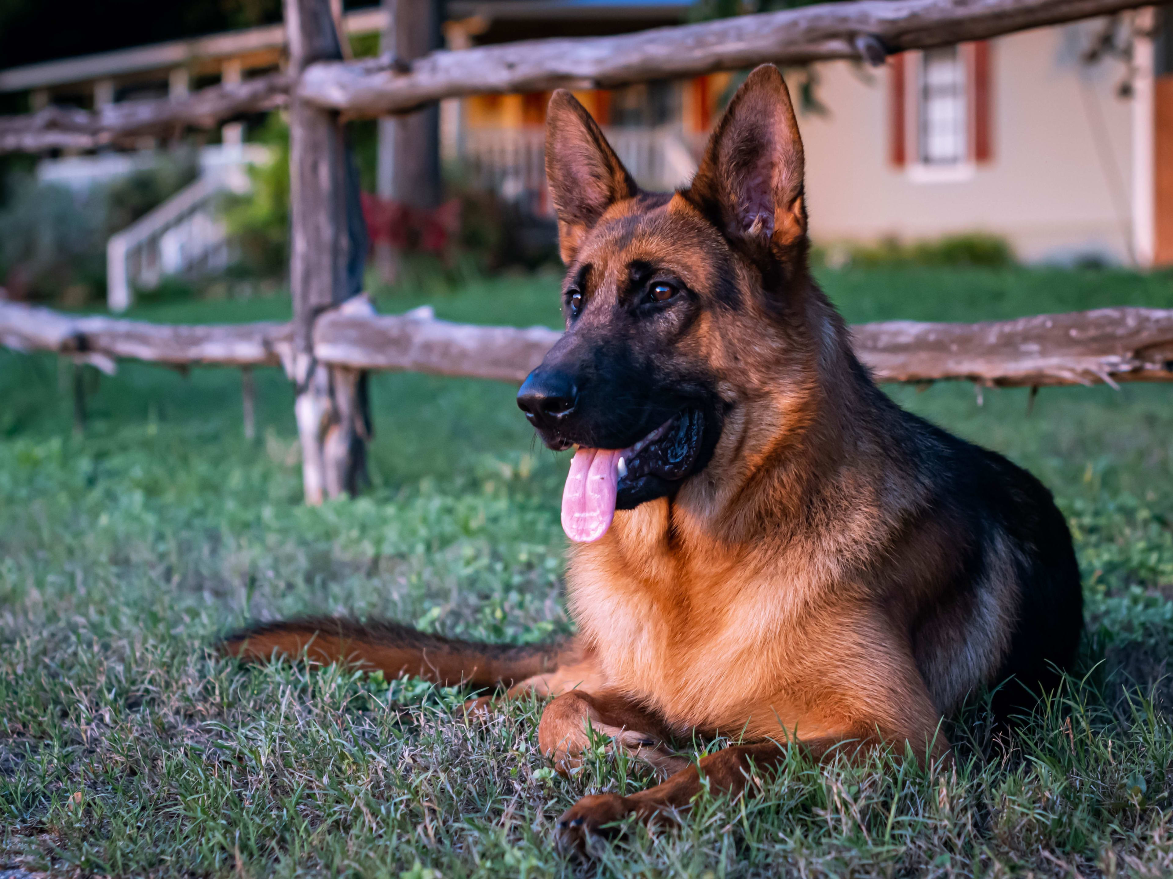 Best top most loyal dogs Hot Sale