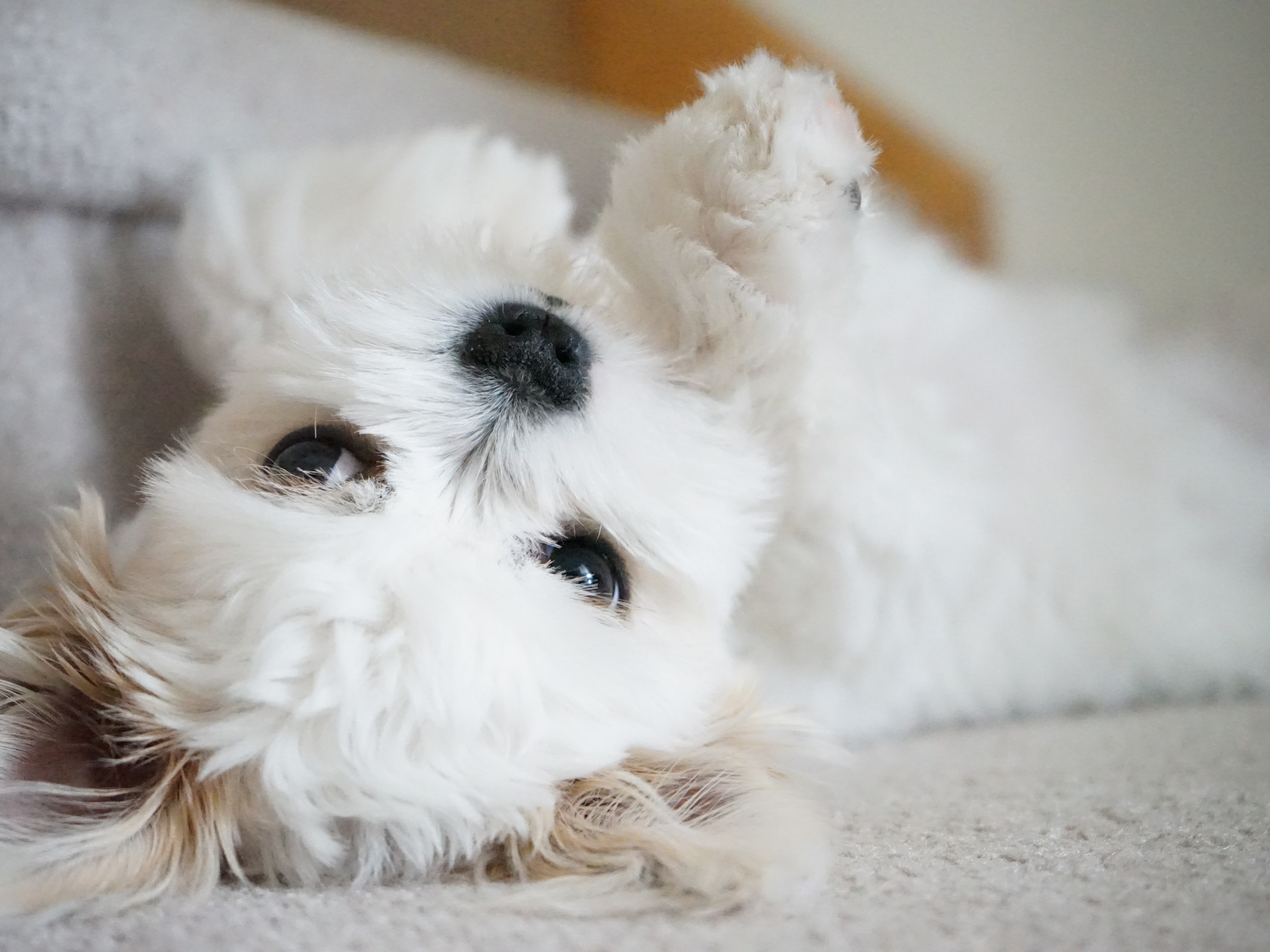 Tzu Dog Shih Tzu Pomeranian Maltese Mix Dog Cute Mixed Breed Shih