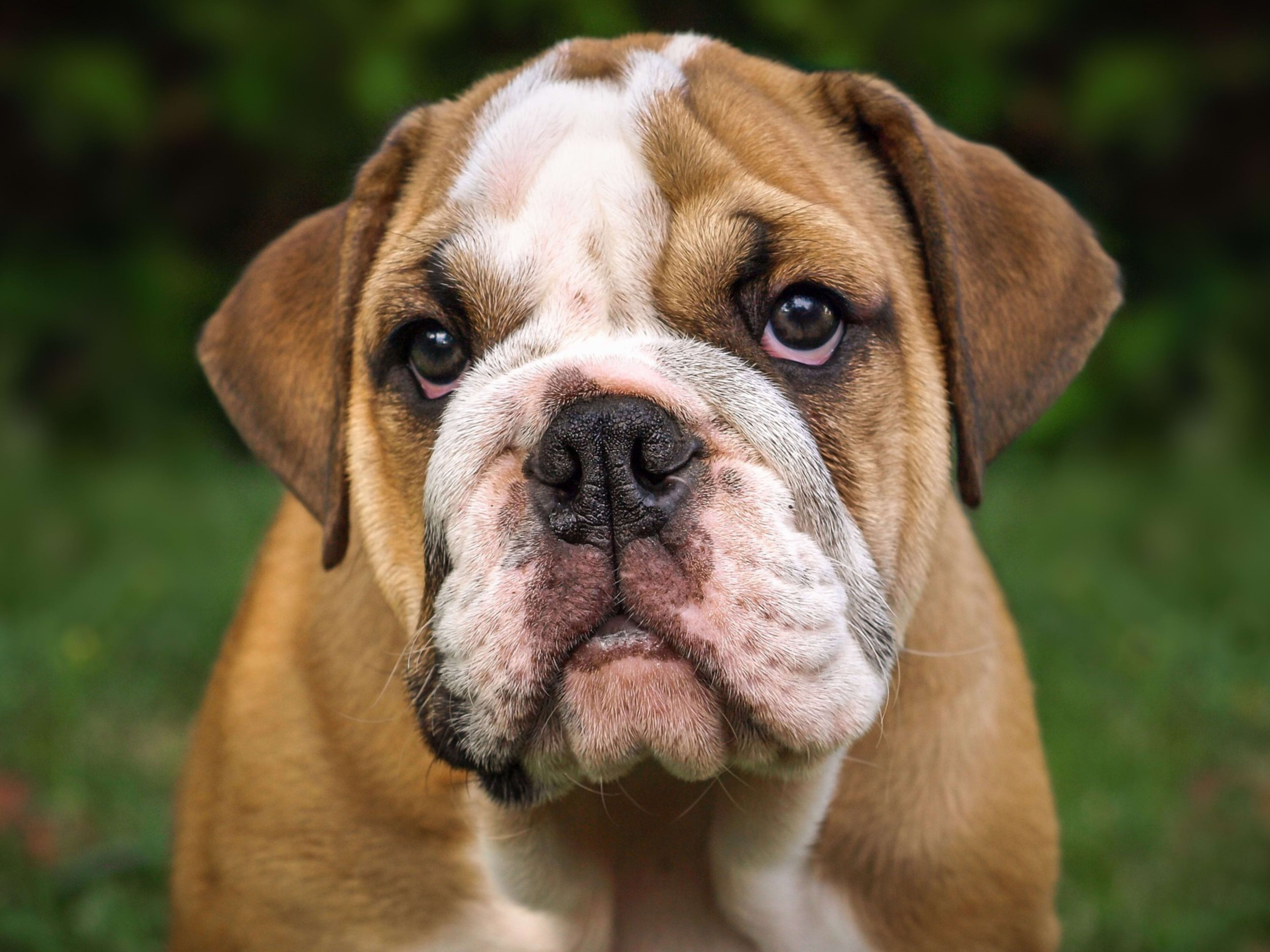 how much to feed english bulldog puppy