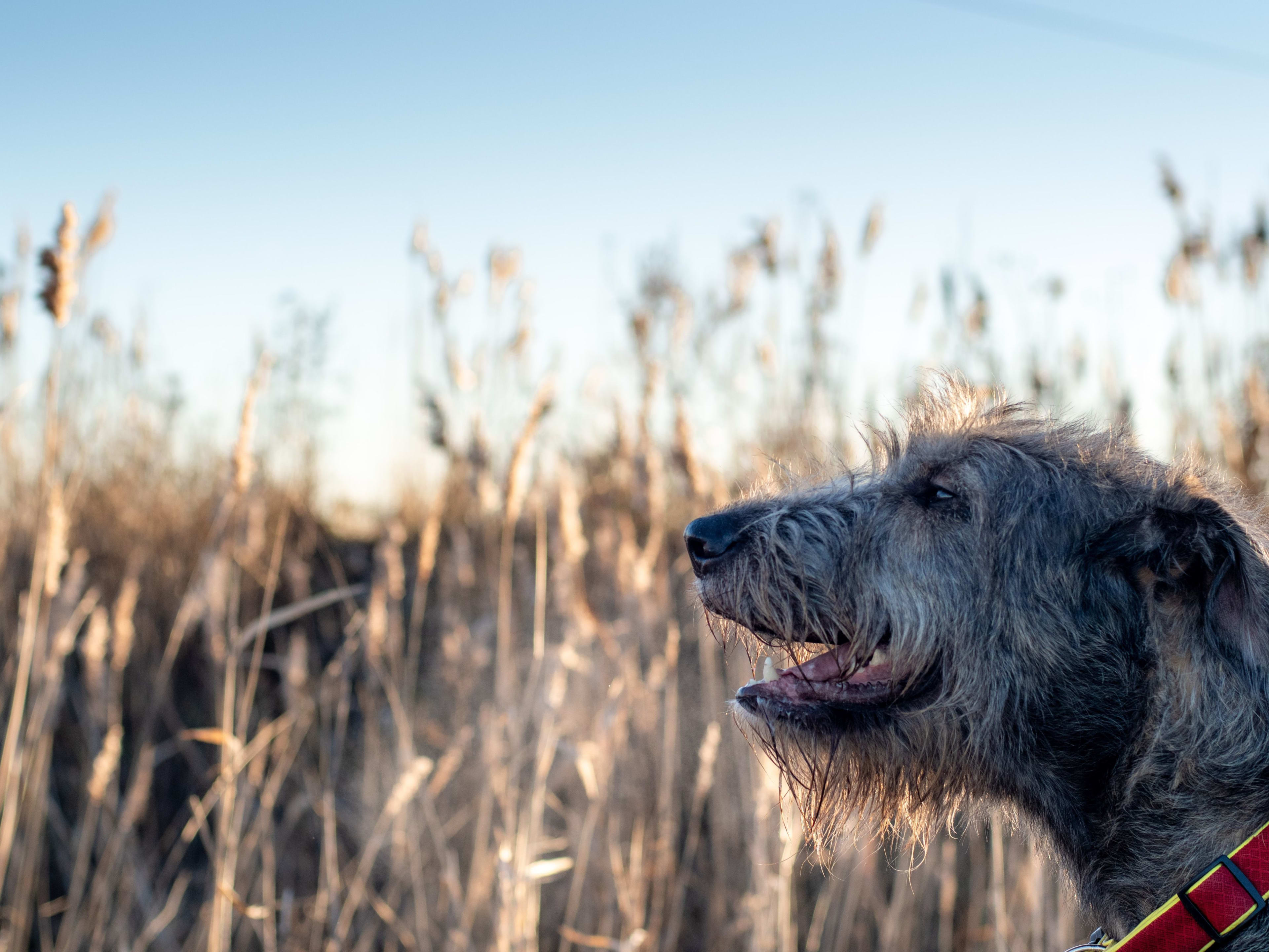 Looking for a name for your Irish Wolfhound? Here are more than 50 unique ideas to get you started.