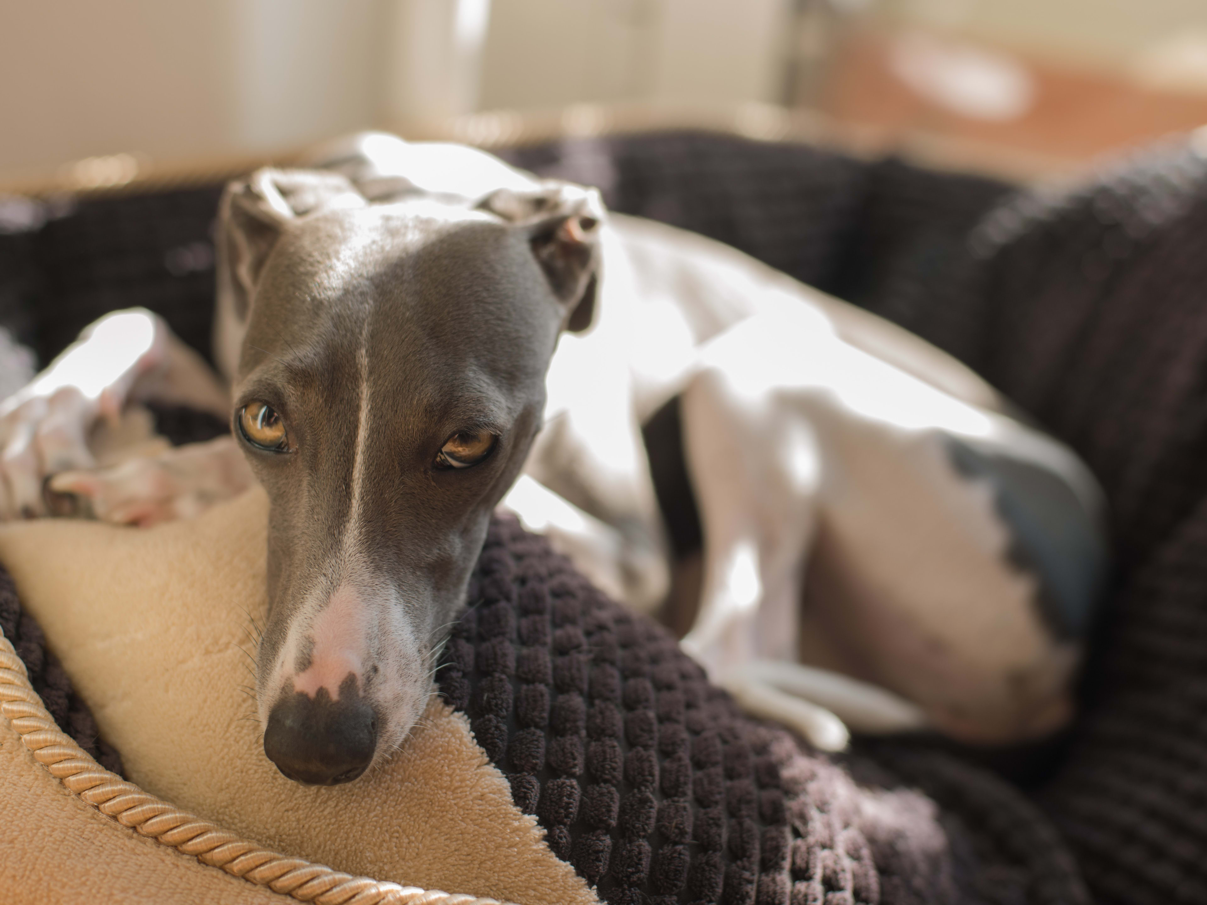 Greyhound Breed Greyhounds As Pets Shop Shop Do Greyhounds Shed