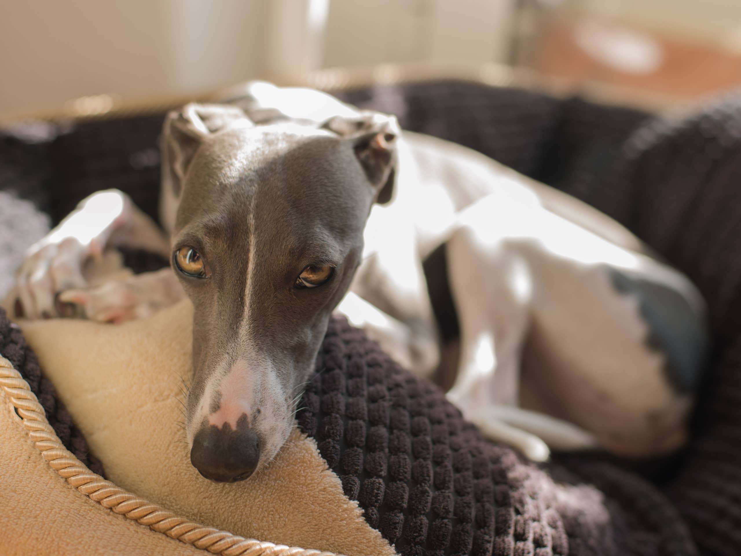 Is an Italian Greyhound the Right Dog for You
