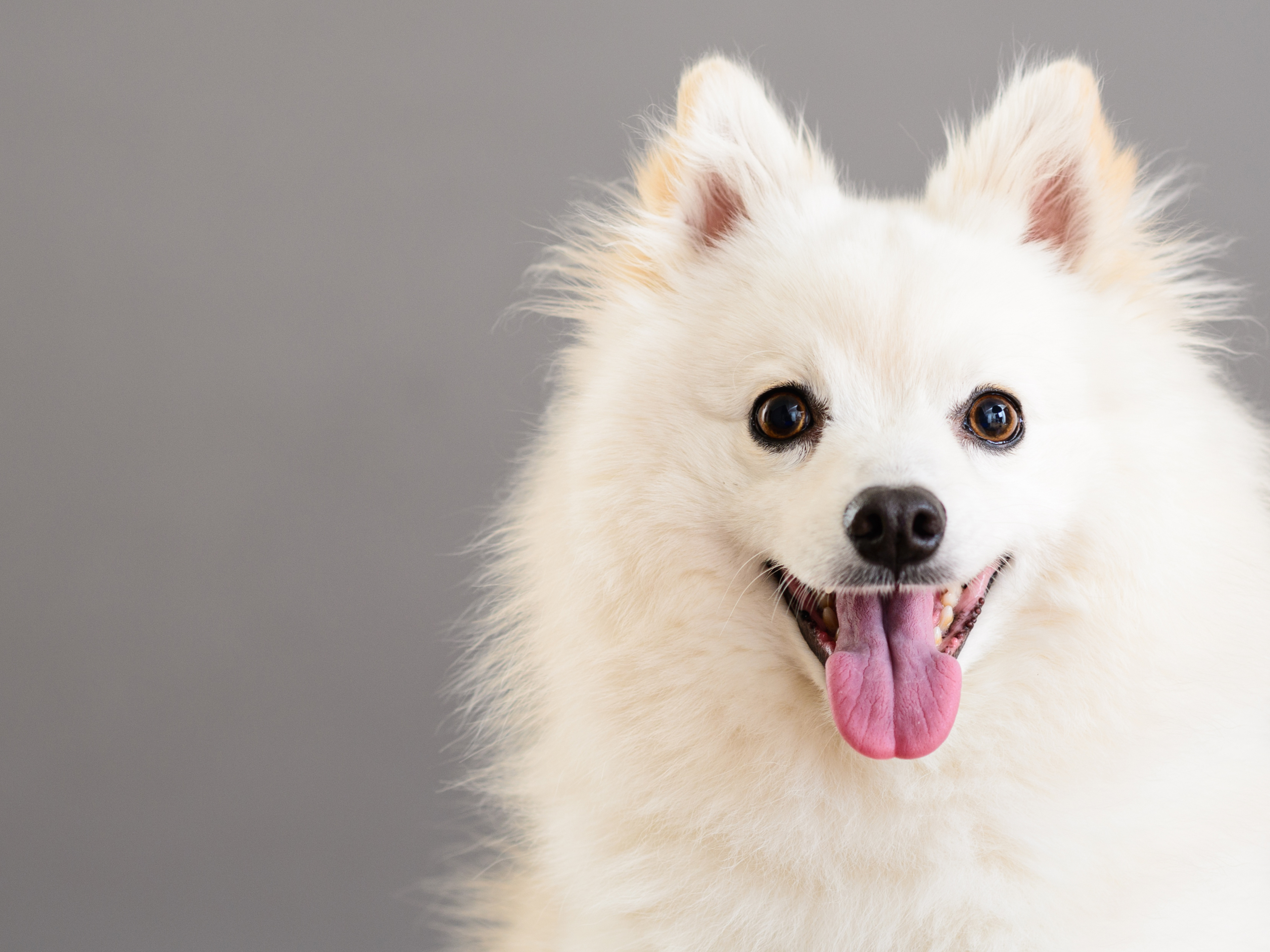 White fluffy dog names discount