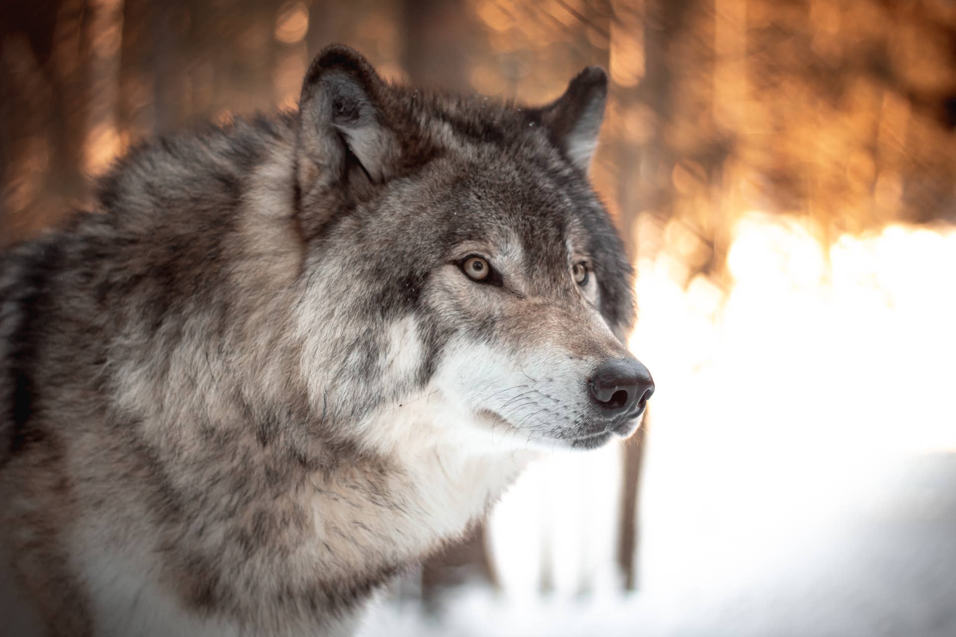 Wolf And Rare Dog Breeds Wolf And Rare Dog Breeds