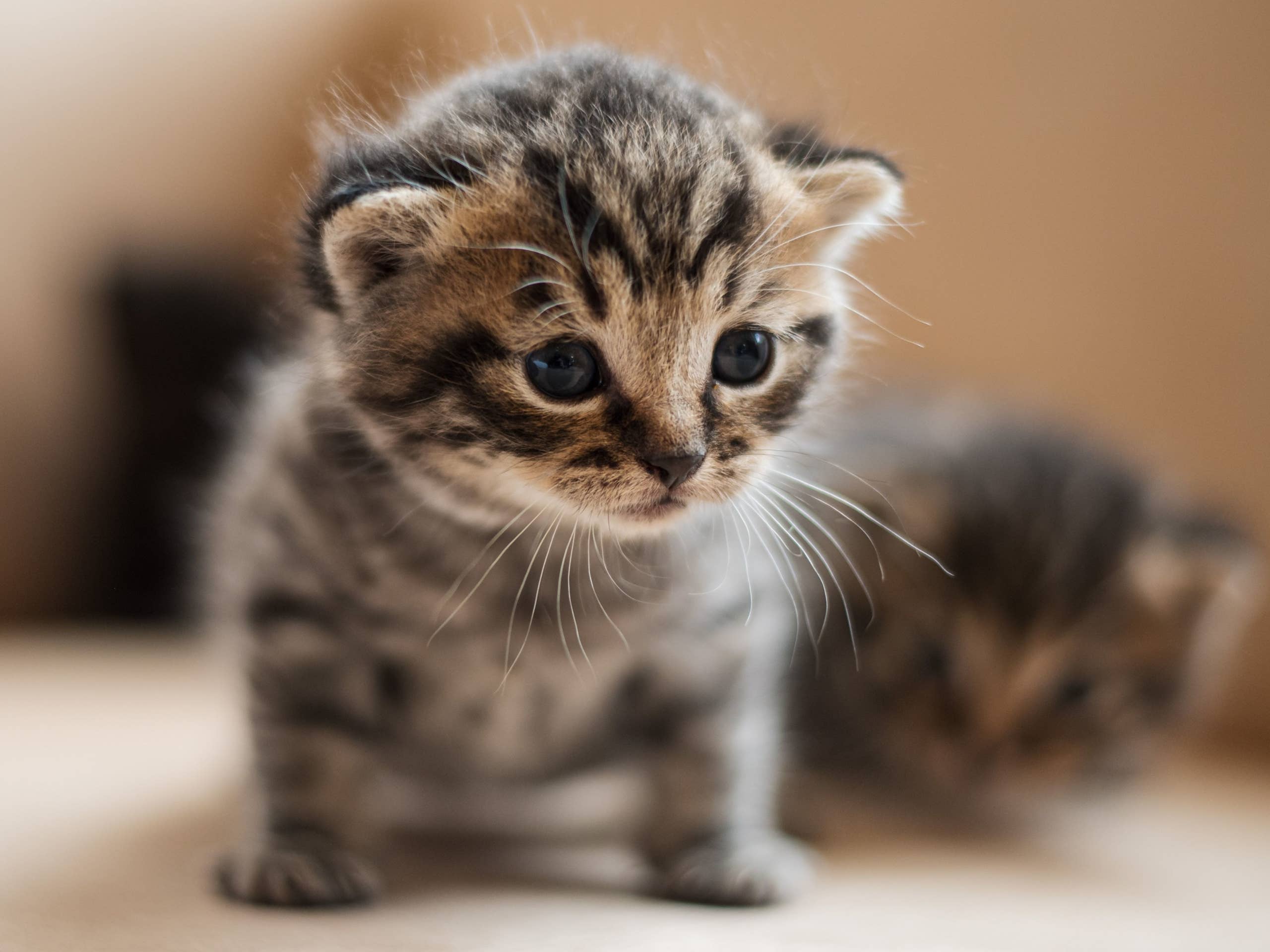 Pictures Of Cute Cats