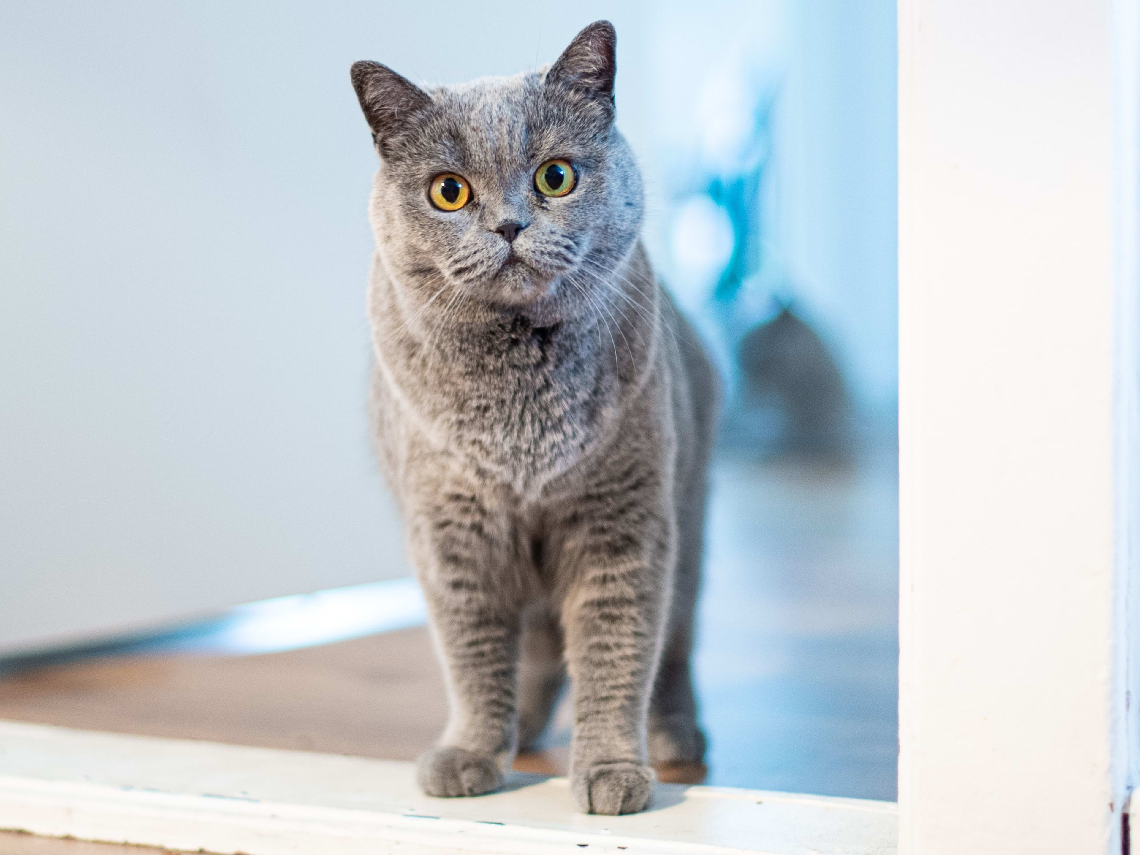 how to teach cat to poop outside