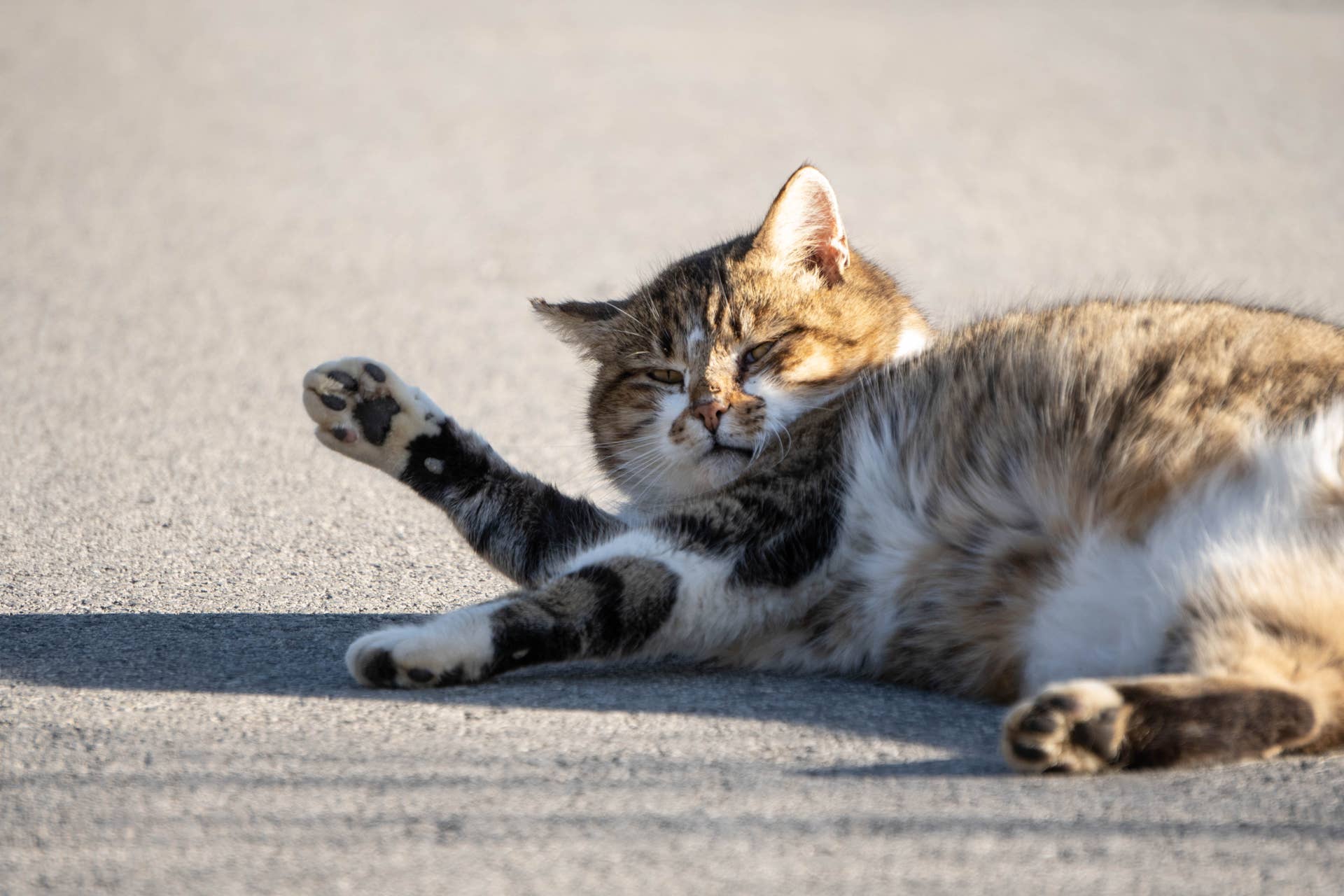 Curated visual reference: Visual Reference: 6 Ways To Help Fat Indoor Cats Lose Weight