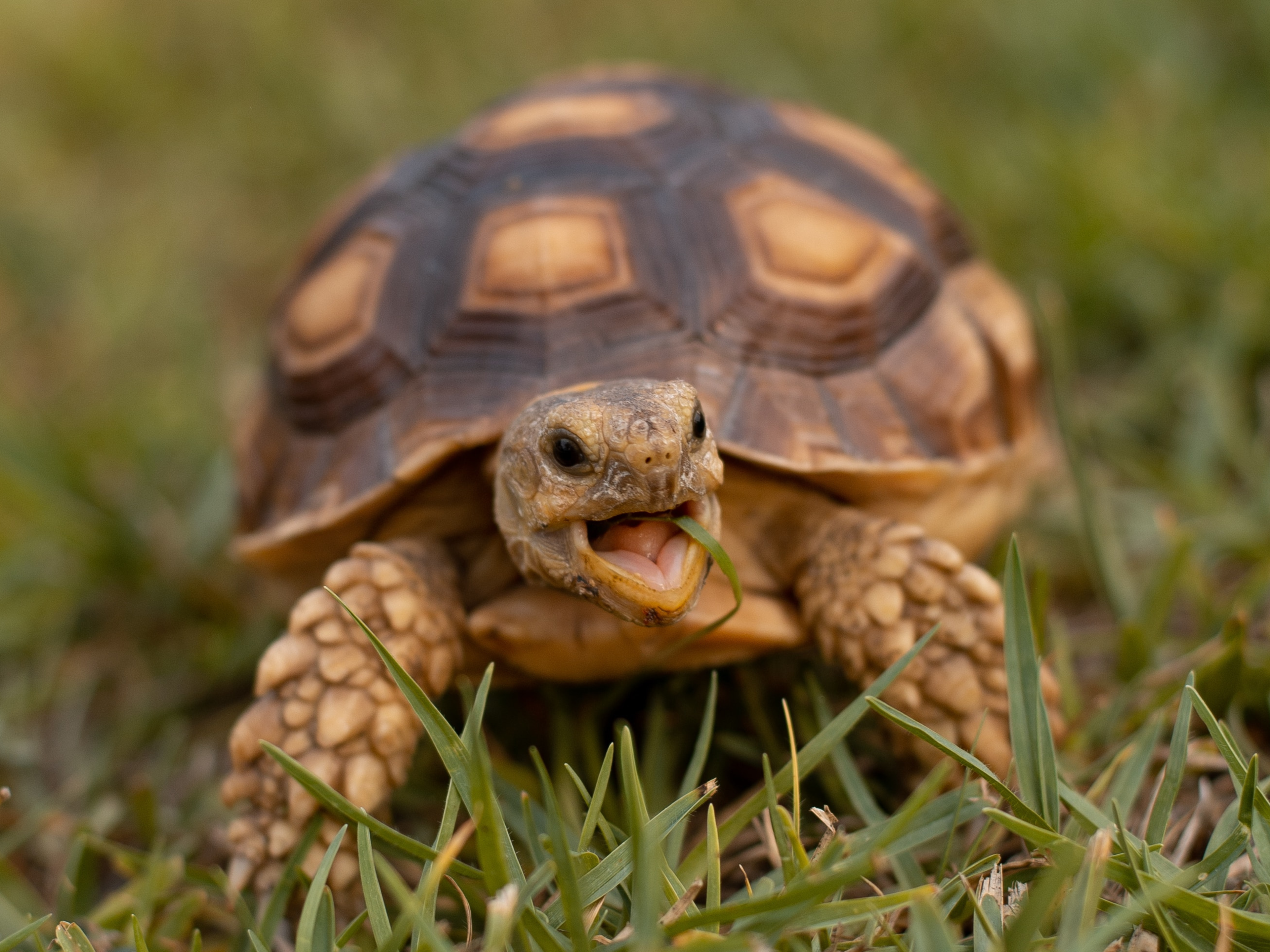 Turtle Breeds Land Tortoise Pet Snapping Turtle Small Land Turtle